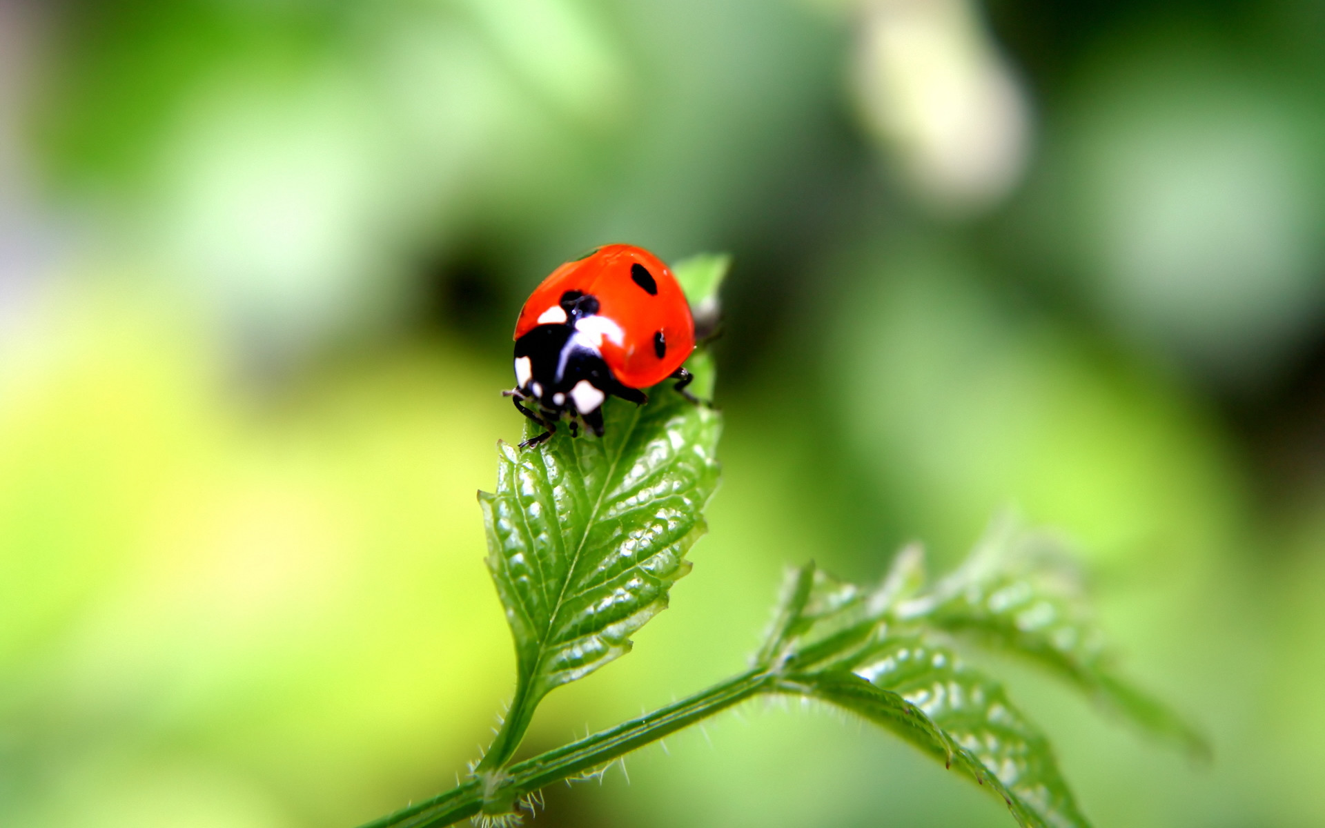 Beautiful Ladybug Animal Photos Wallpaper Desk - Beautiful Ladybug - HD Wallpaper 