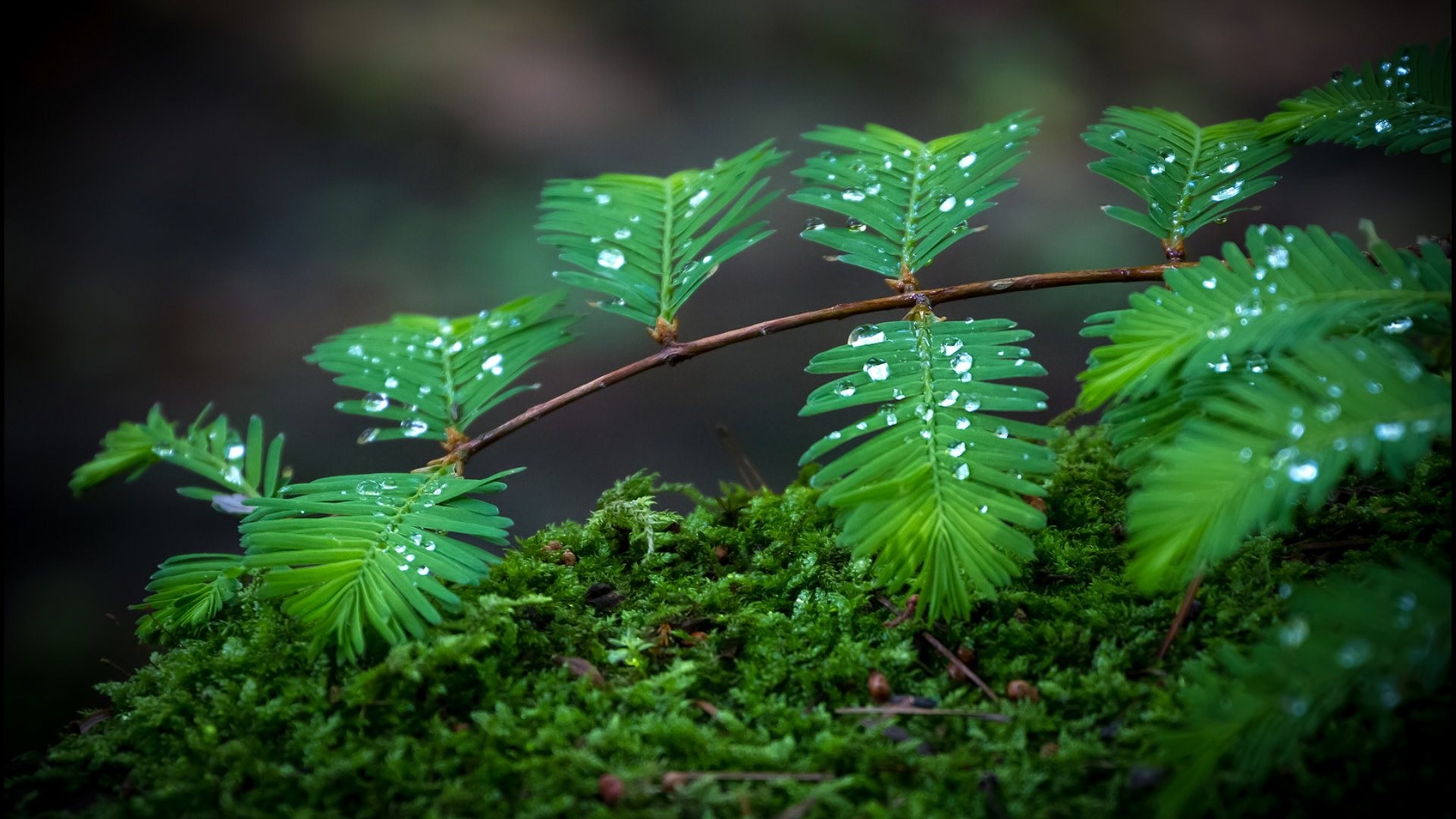 Download 
 Data-src - Nature Rain Desktop Wallpaper Hd - HD Wallpaper 