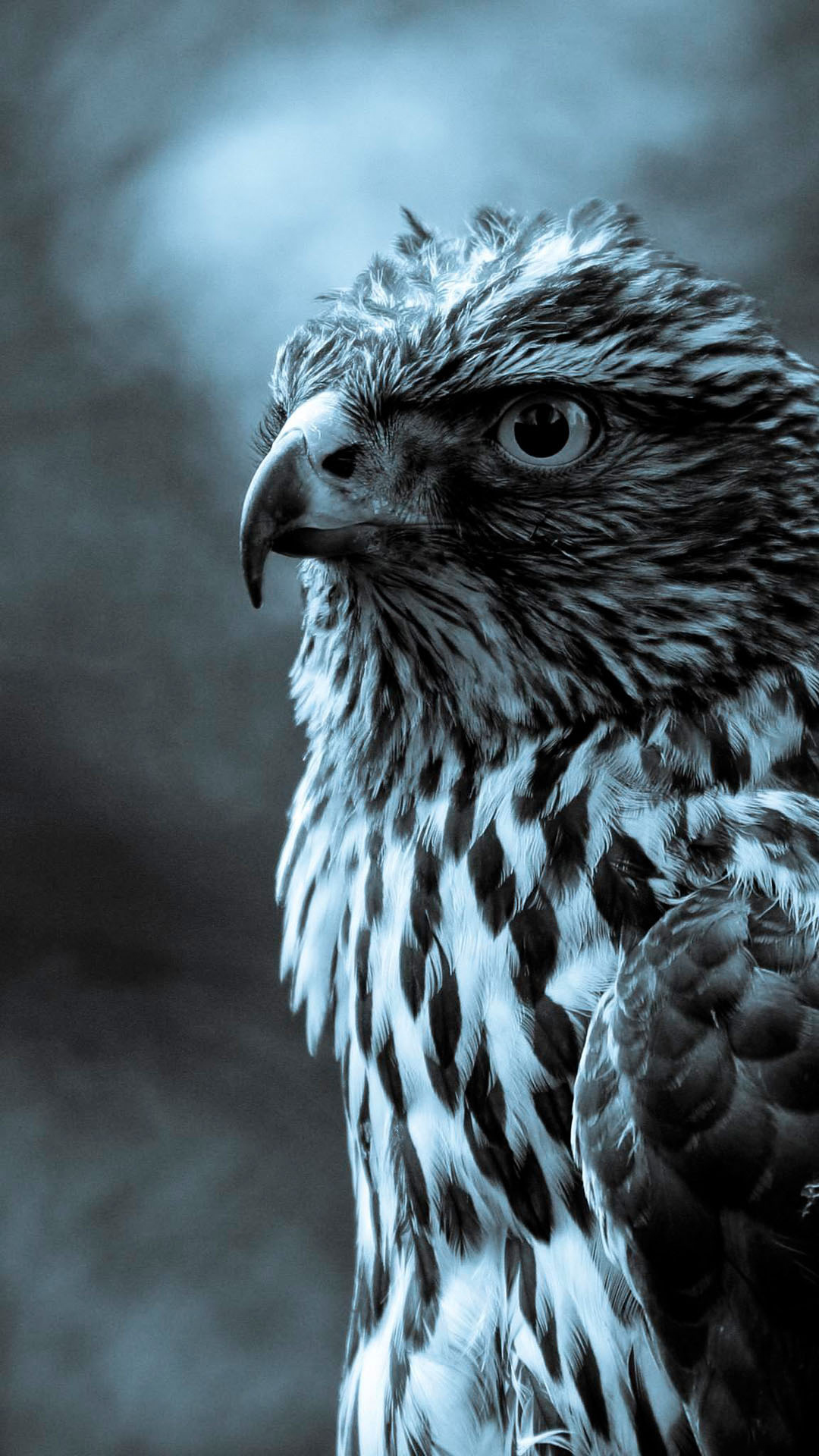 Animal Wallpaper For Iphone - 1080x1920 Wallpaper Animal Wallpaper For Iphone - 1080x1920 Wallpaper