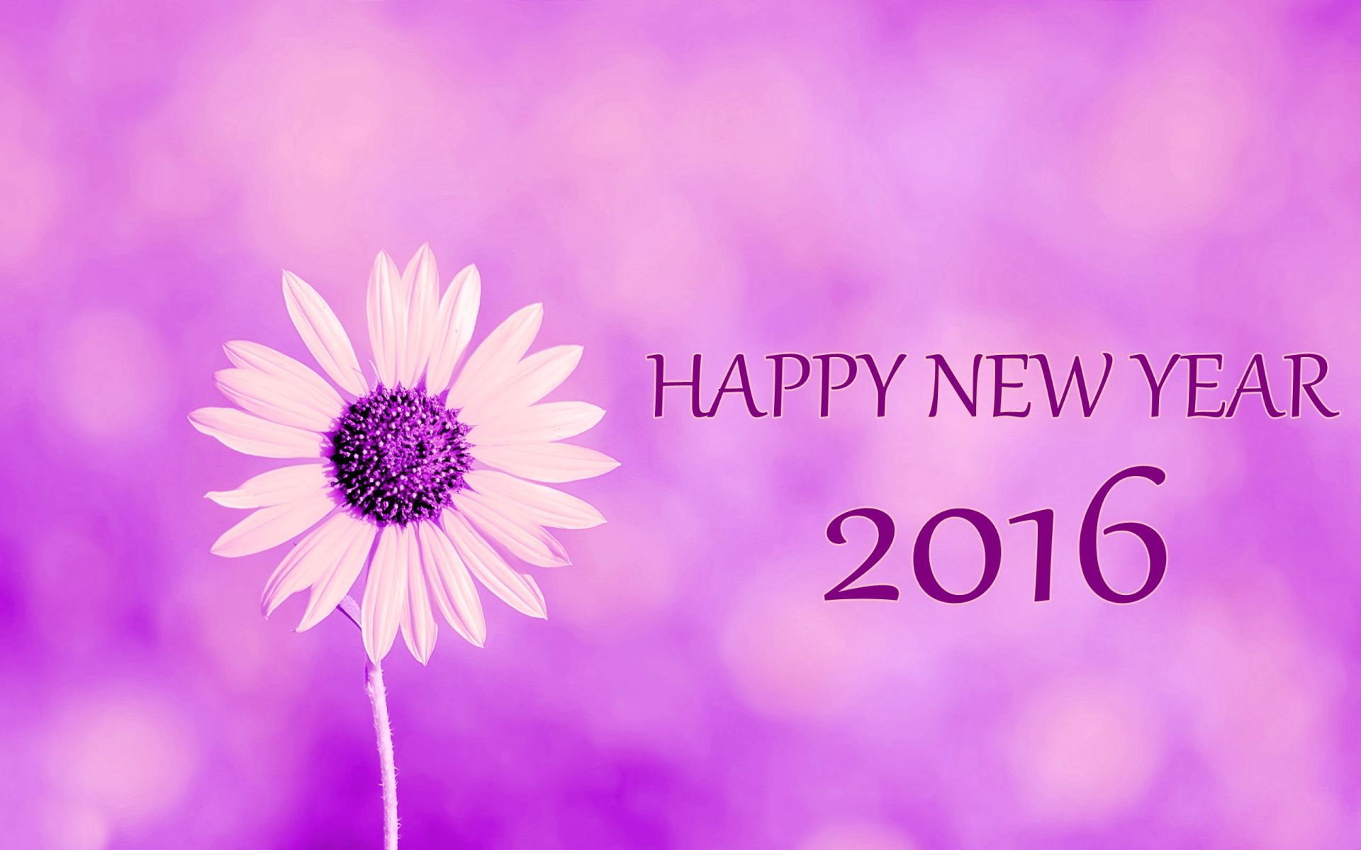 Happy New Year Flower Images Hd Wallpaper Wallpaper - Happy New Year Flower - HD Wallpaper 