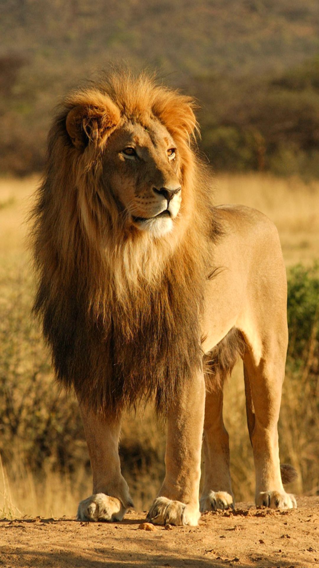 Black Lion Iphone Wallpapers, Best Iphone Wallpapers, - Lion New Photos Download - 1080x1920 Wallpaper Black Lion Iphone Wallpapers, Best Iphone Wallpapers, - Lion New Photos Download - 1080x1920 Wallpaper
