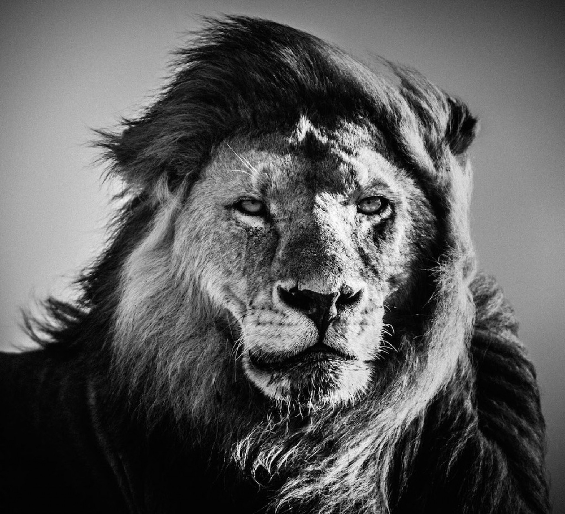 Download Black And White Photography Lion Wallpapers - Black And White Photography Lion - HD Wallpaper 