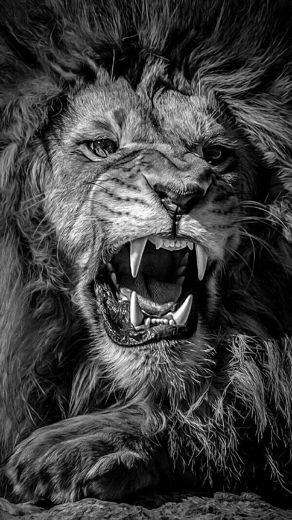 Angry Lion Wallpaper Hd - HD Wallpaper 