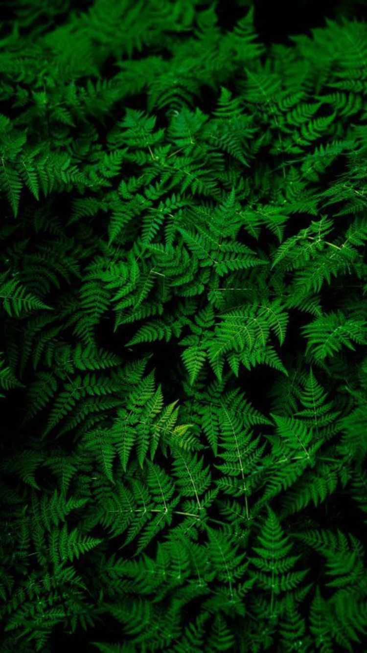 Iphone Wallpapers Green Forest - HD Wallpaper 