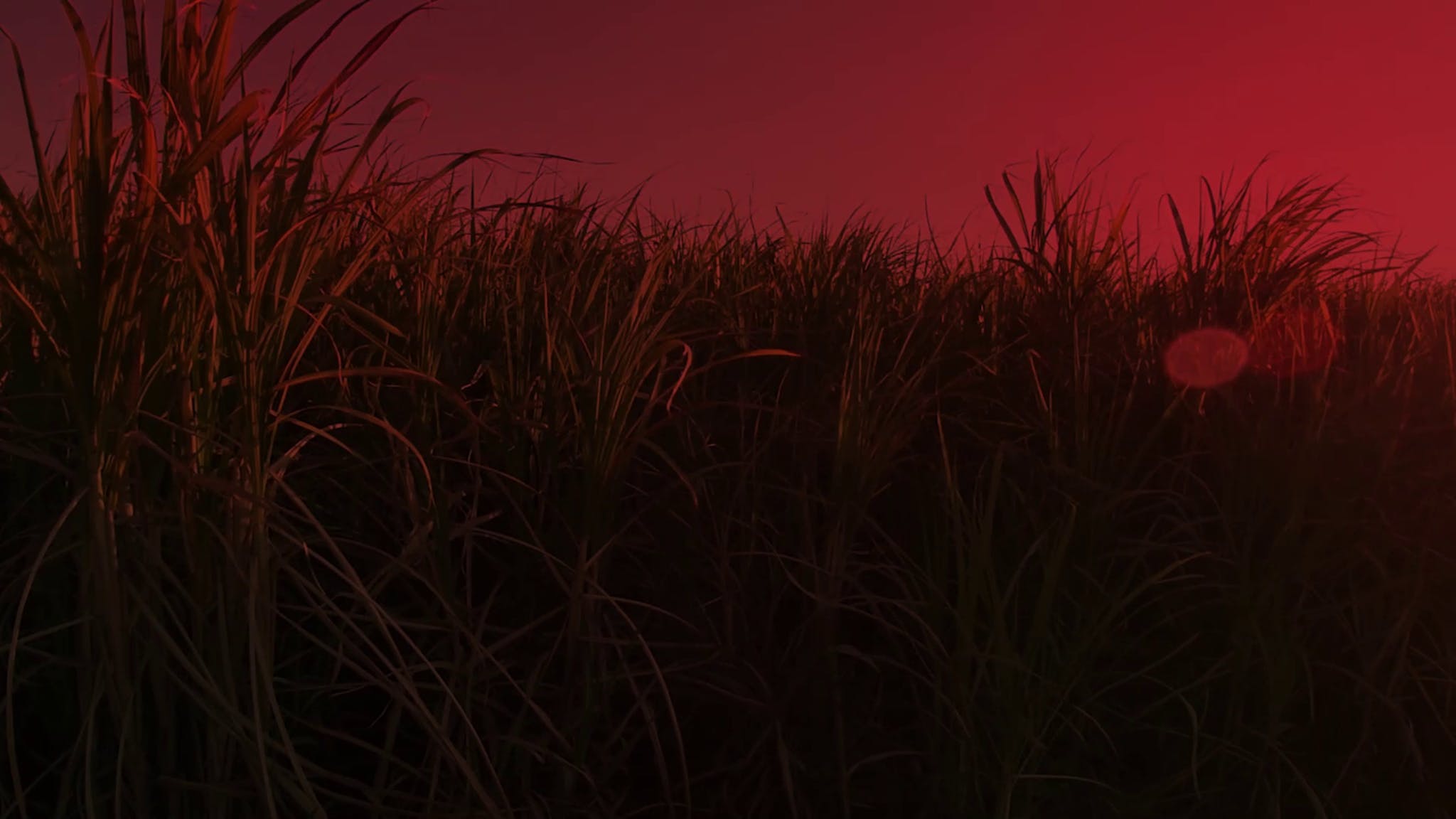 Sweet Grass - HD Wallpaper 