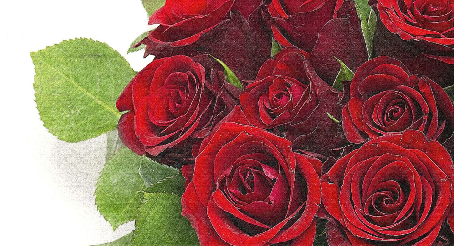 High Resolution Red Roses Wallpapers, Manju Easterby - Most Beautiful Rose Flowers - HD Wallpaper 
