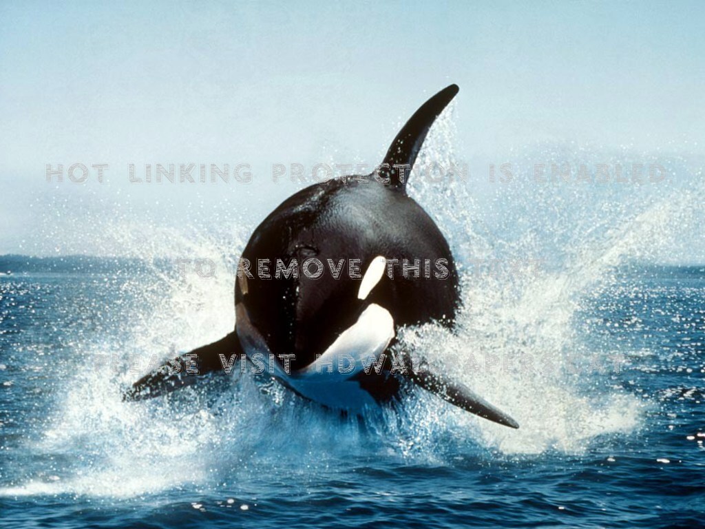 Free Willy ) Friends Freedom Big Forver - Badass Polar Bear - HD Wallpaper 