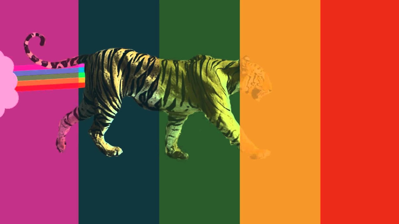 Siberian Tiger - HD Wallpaper 