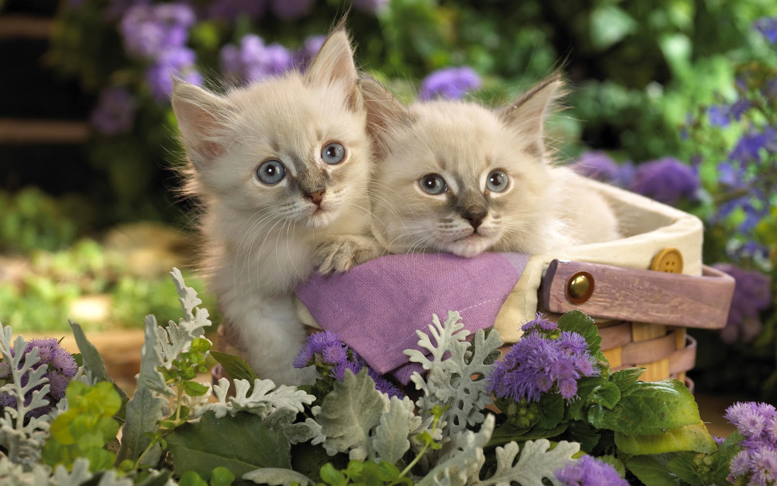 Image For Love - Animals Wallpaper For Desktop Full Screen - HD Wallpaper 