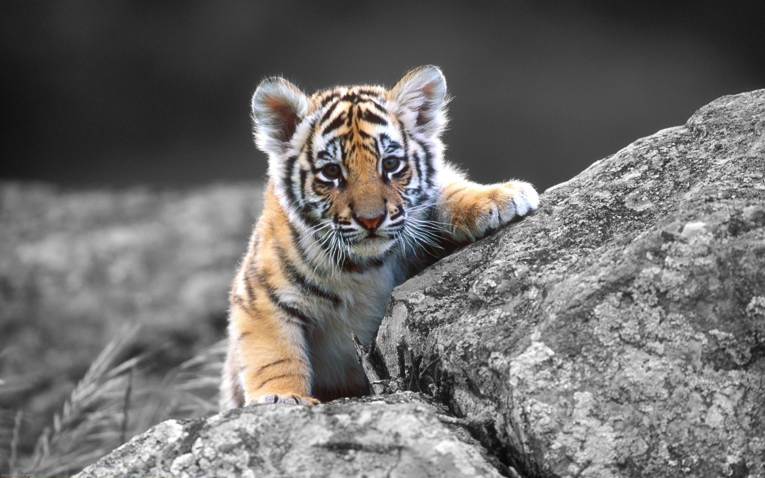 Wallpaper Desktop Background Full Screen Hd 
 Data-src - Cute Baby Tiger - HD Wallpaper 