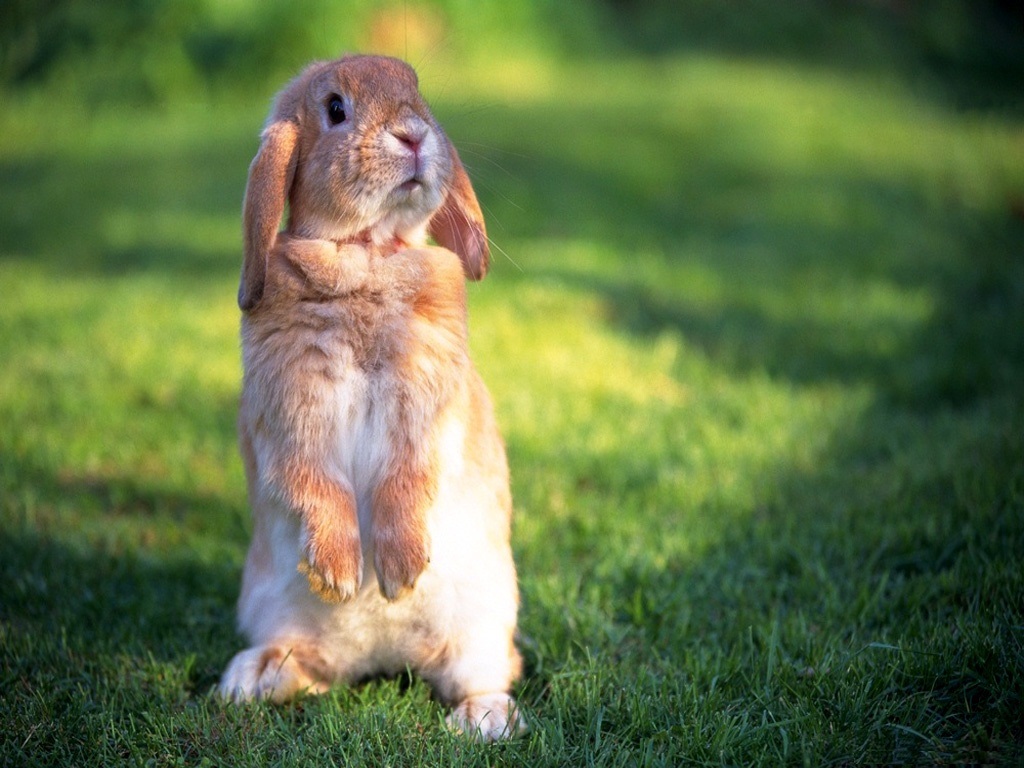 Wallpapers Desktop Backgrounds Full Screen Group - Rabbits On Their Hind Legs - HD Wallpaper 