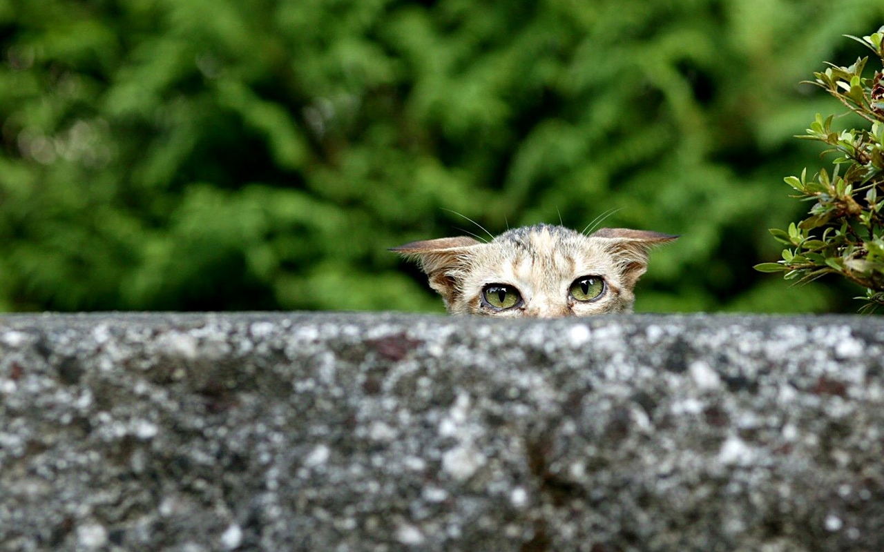 Wallpaper Cat, Sick, Look Out, Eyes - Cat - HD Wallpaper 