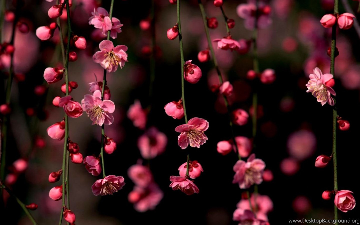 Desktop Wallpaper Hd 3d Full Screen Flowers - Full Screen Rose Wallpaper Hd - 1440x900 Wallpaper Desktop Wallpaper Hd 3d Full Screen Flowers - Full Screen Rose Wallpaper Hd - 1440x900 Wallpaper