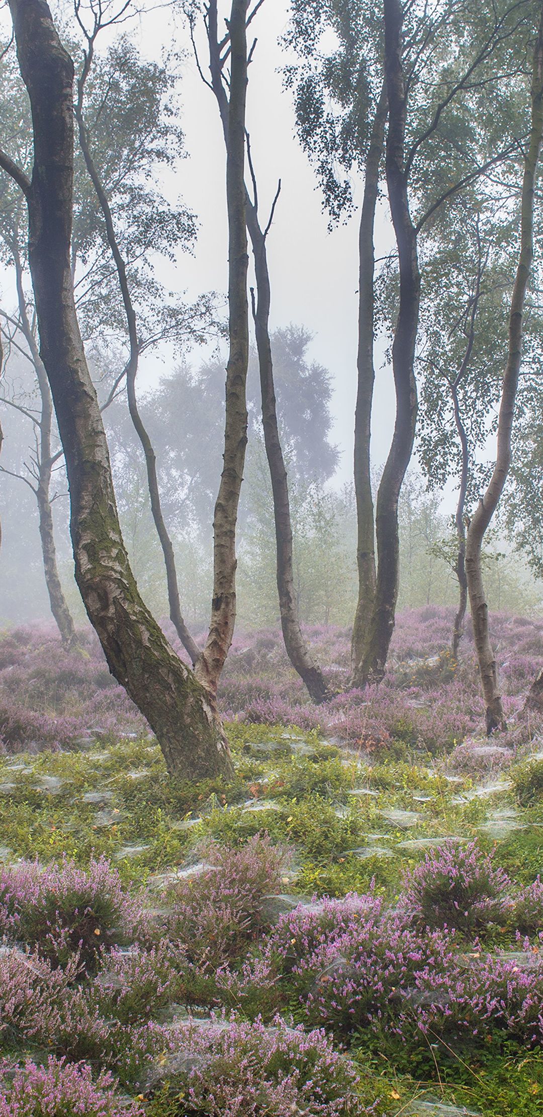 Wallpaper - HD Wallpaper 