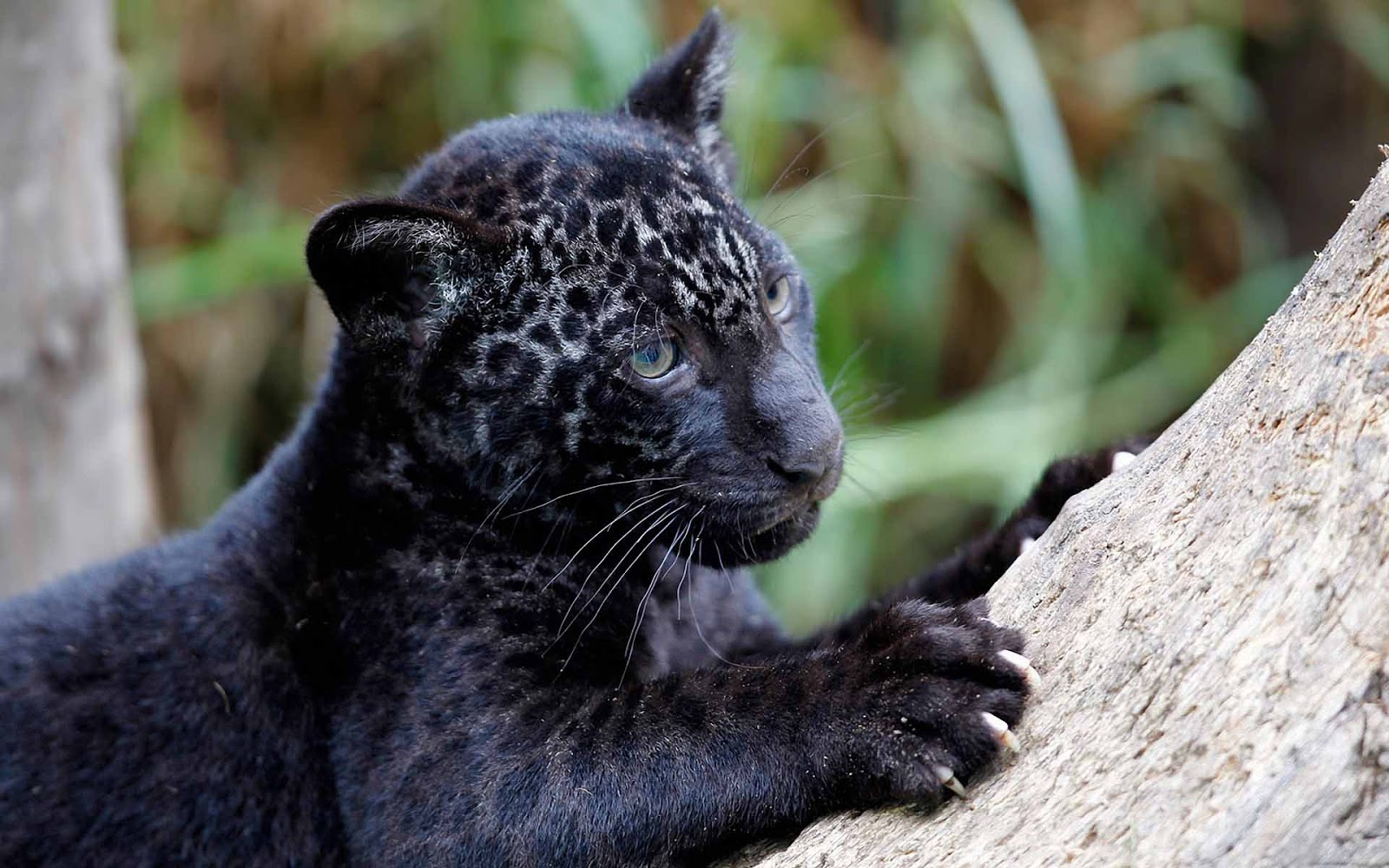 Baby Black Panther Animal - HD Wallpaper 