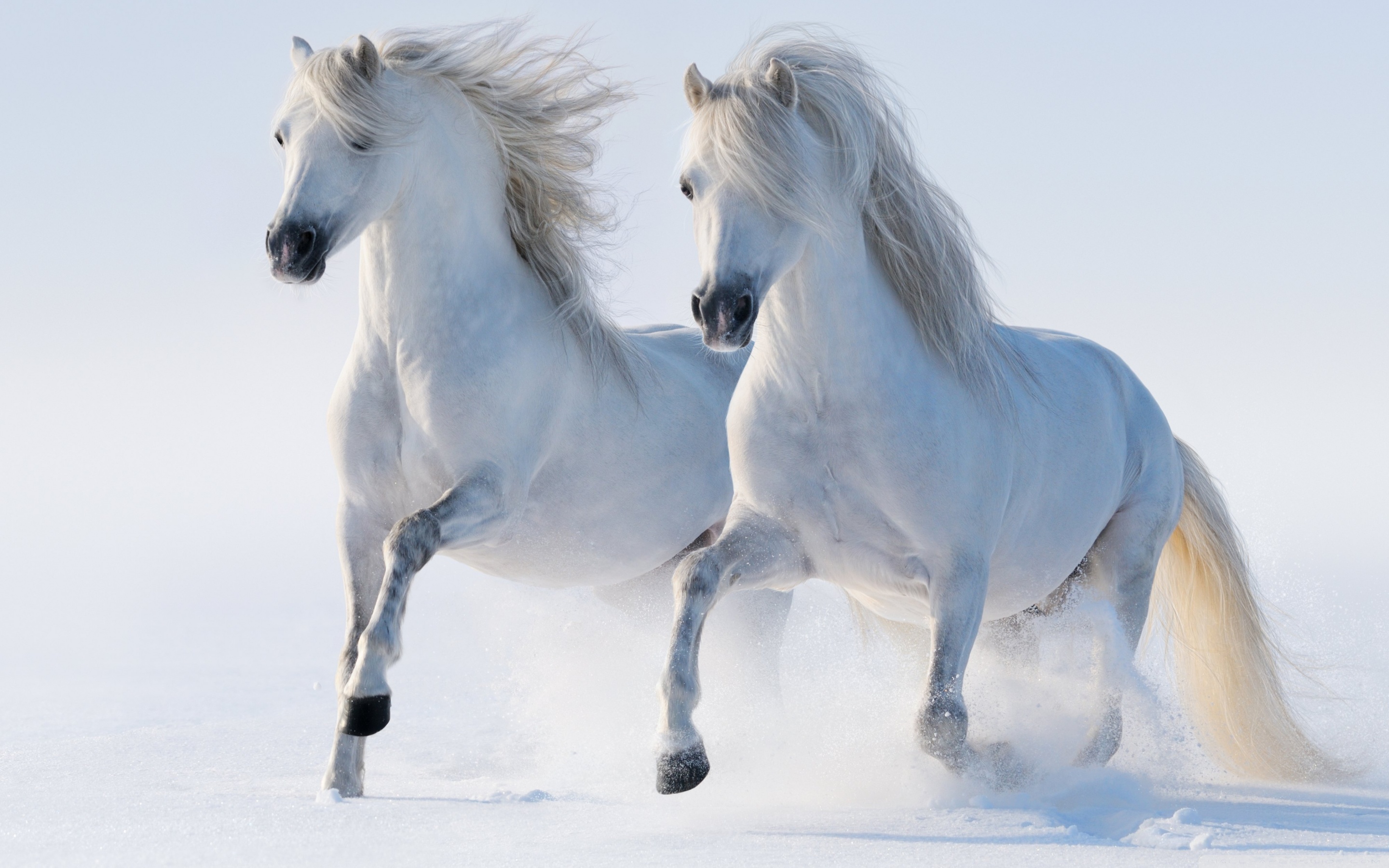 White Horse Running Wallpaper Hd - HD Wallpaper 
