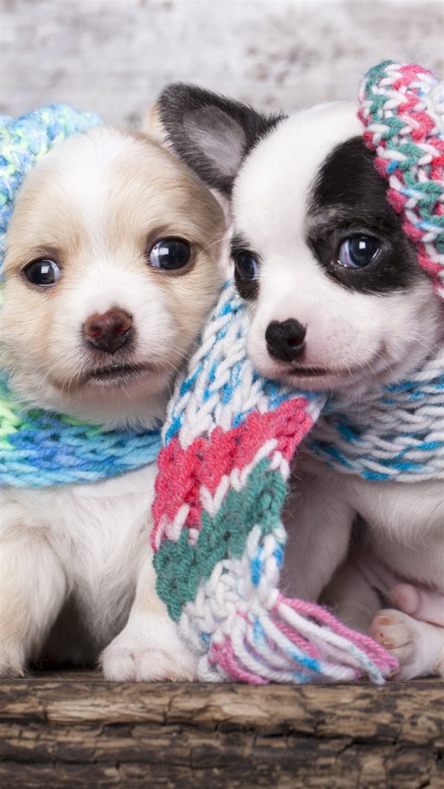 Cute Scarf Puppy Dog Couple Iphone 8 Wallpaper - Cute Dog Wallpaper Portrait - HD Wallpaper 