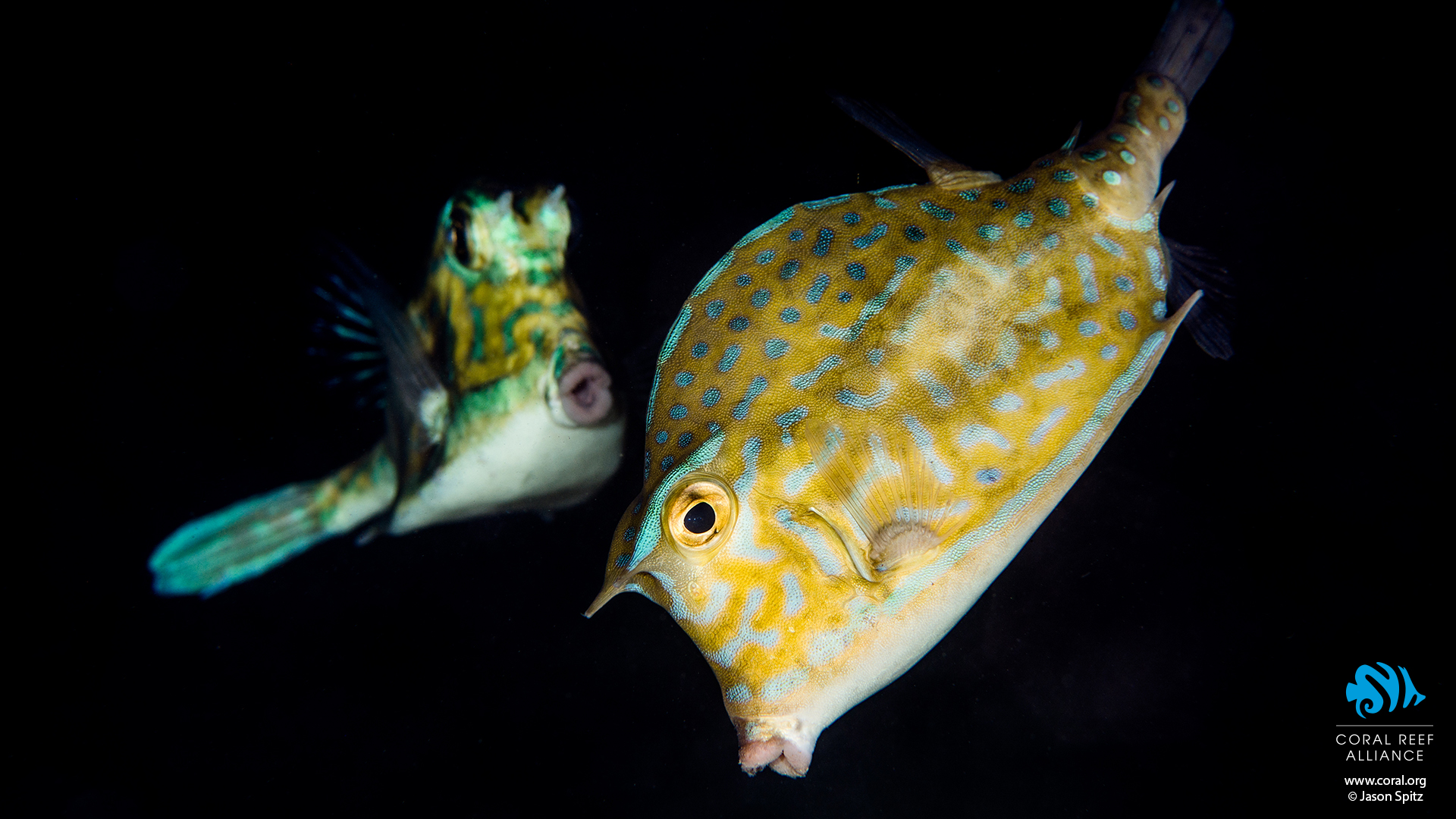 Coral Reef Fish - HD Wallpaper 