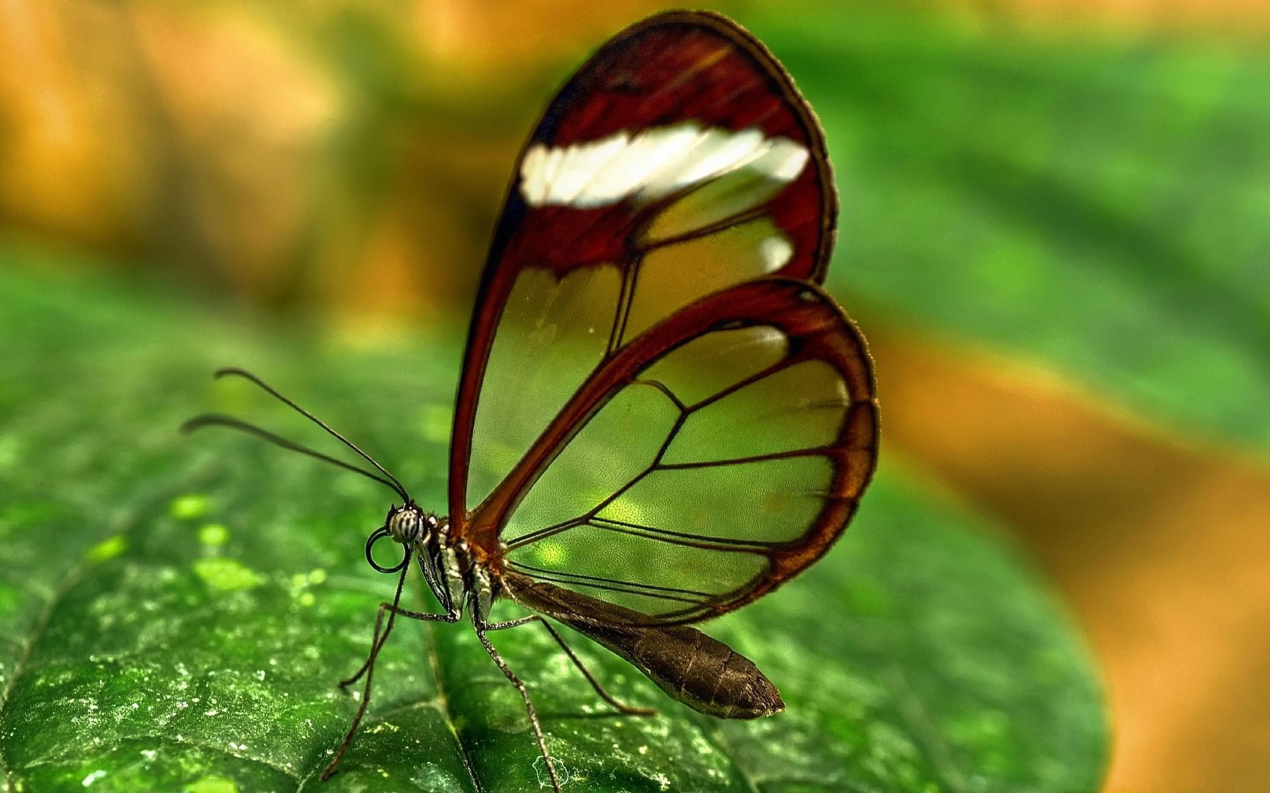 Transparent Butterfly Images Hd - HD Wallpaper 