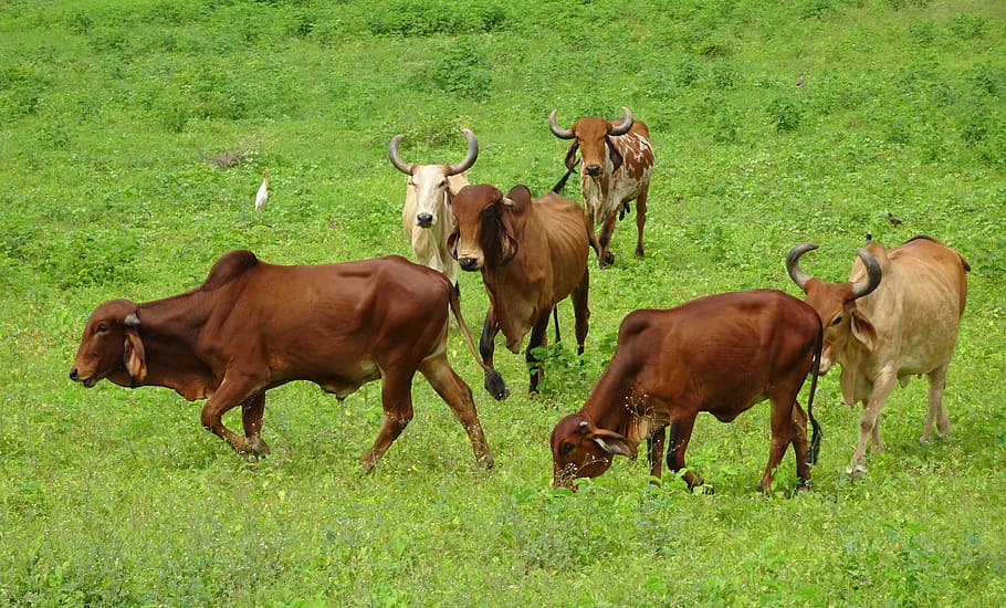 Cattle, Gir, Breed, Bull, Cow, Brahman, Zebu, Bos, - Cow - HD Wallpaper 