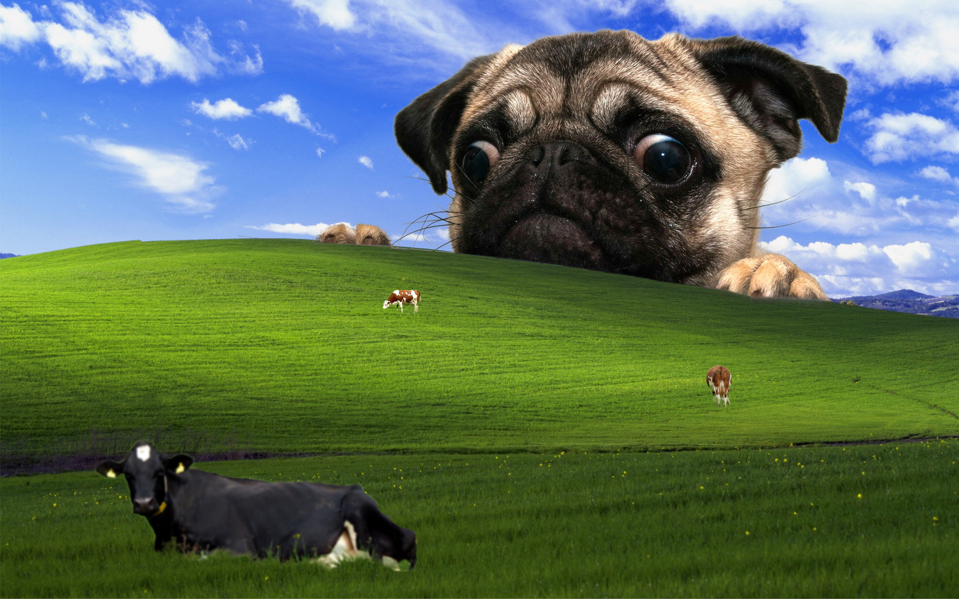 Funny Windows Backgrounds - HD Wallpaper 