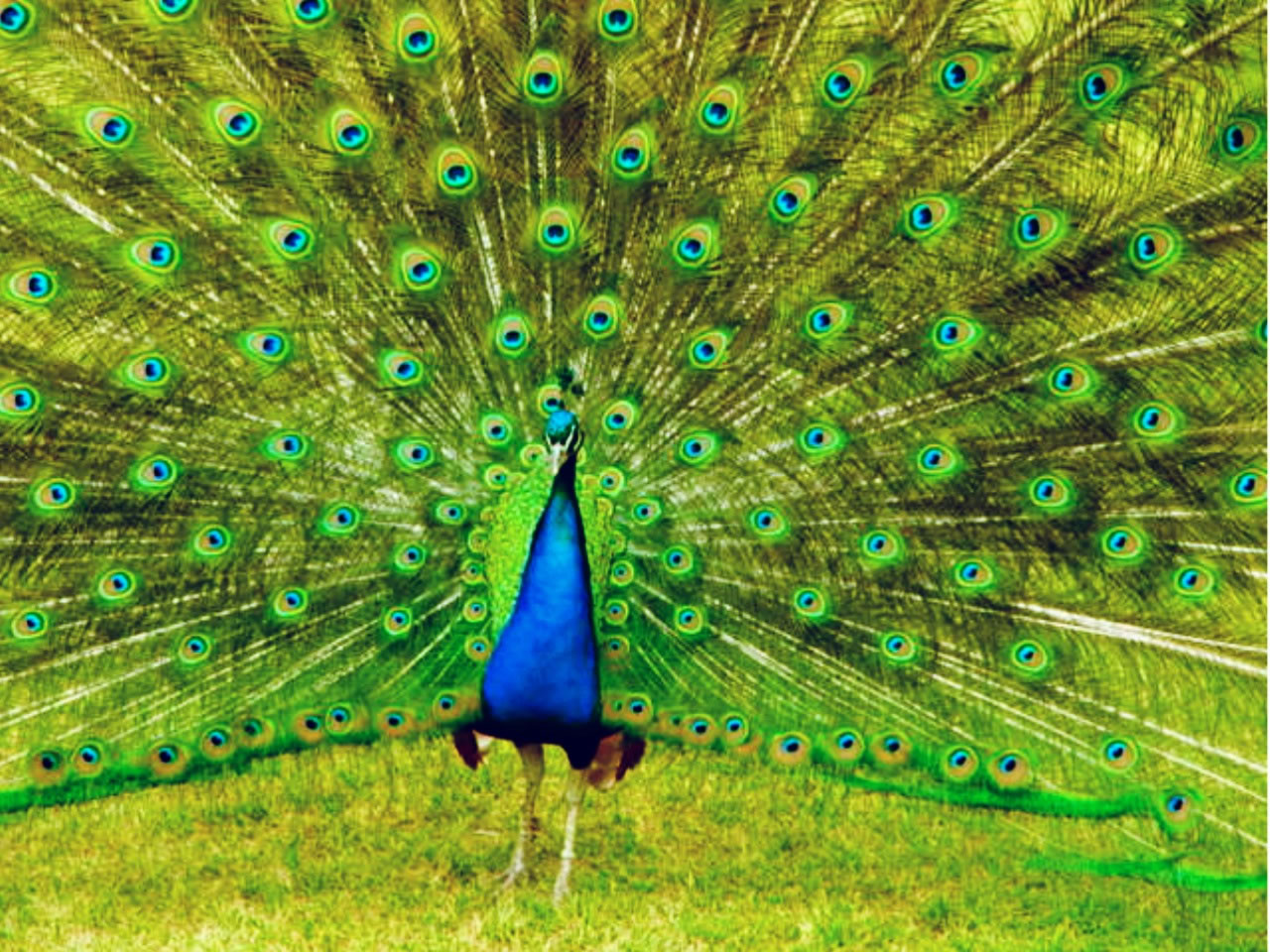 Proud As A Peacock - Peacock Are Birds Animals - HD Wallpaper 