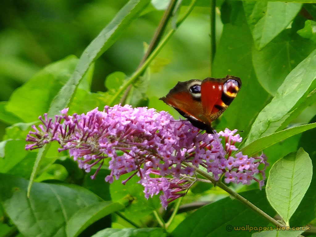 Male Peacock Butterfly On Pink Flower - Aglais Io - HD Wallpaper 