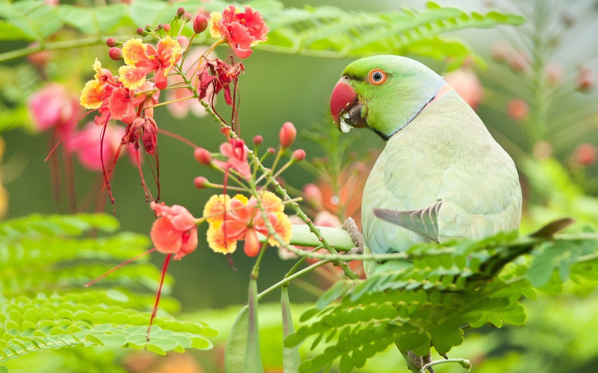 Green Parrot Bird With Flowers 
 Data Src Top Bird - Green Parrot Wallpaper 3d - HD Wallpaper 