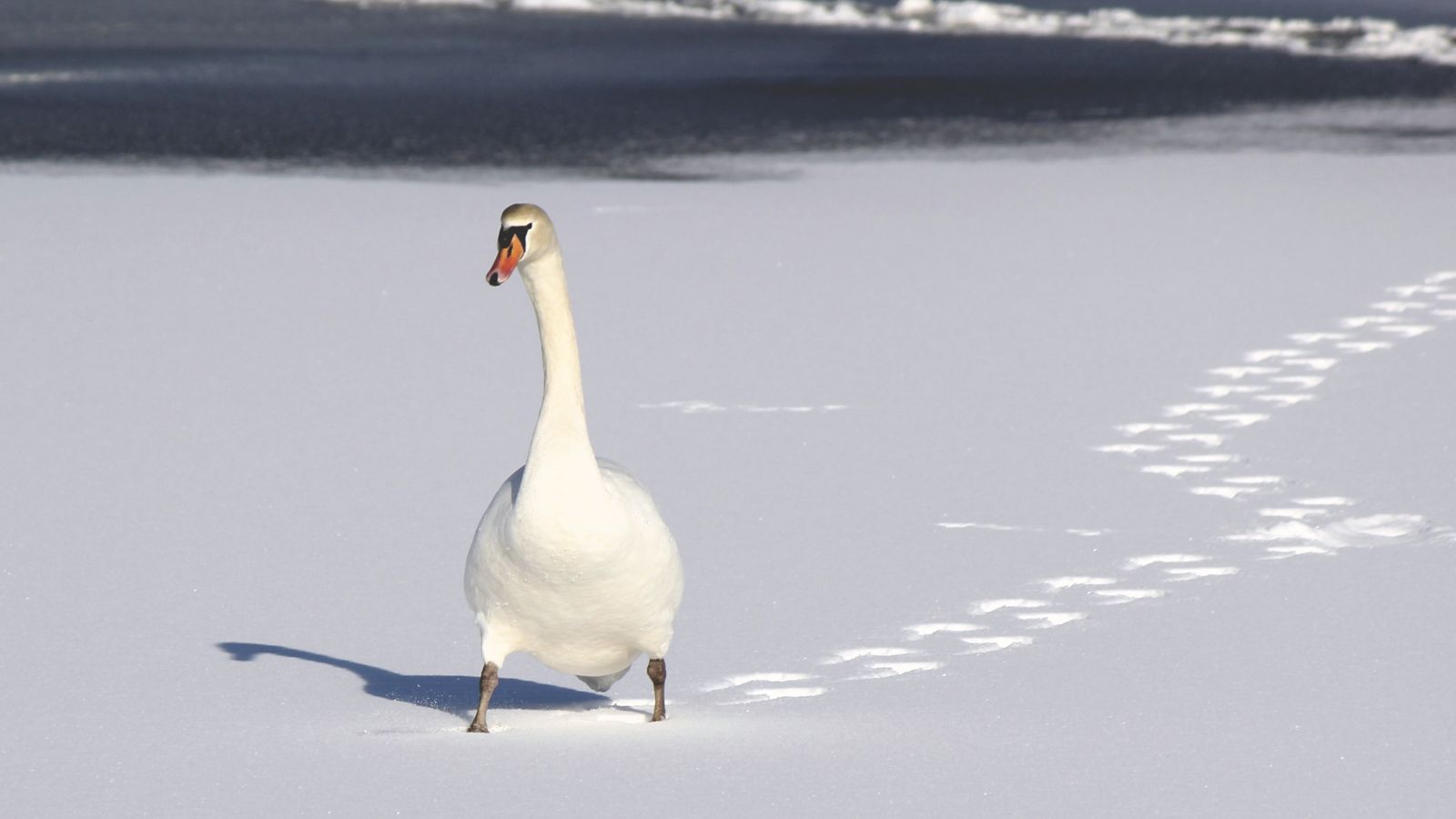 Nature Snow Bird Wallpaper - Snow Duck Hd - HD Wallpaper 