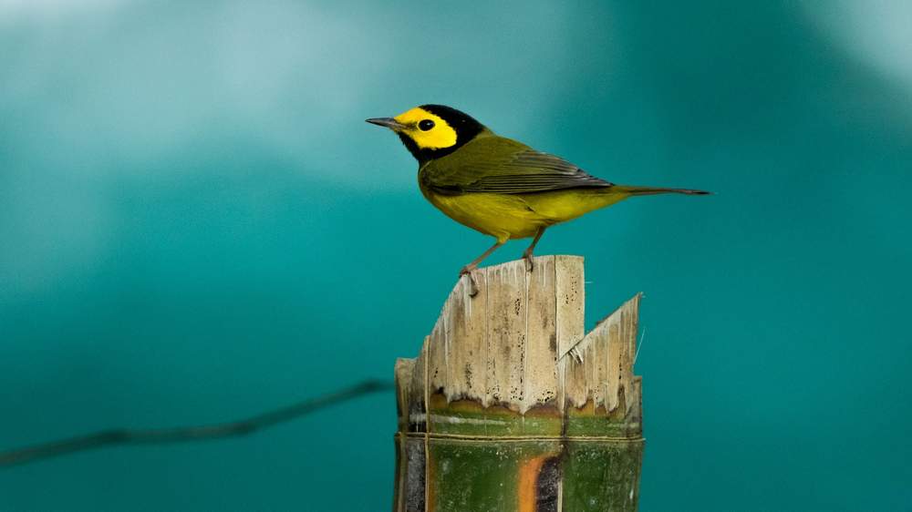 Beautiful Birs In Nature Hd Wallpapers - Nature Birds Images Hd - 1000x562 Wallpaper Beautiful Birs In Nature Hd Wallpapers - Nature Birds Images Hd - 1000x562 Wallpaper