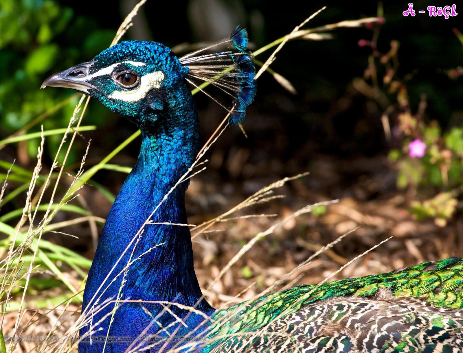 Peacock - HD Wallpaper 