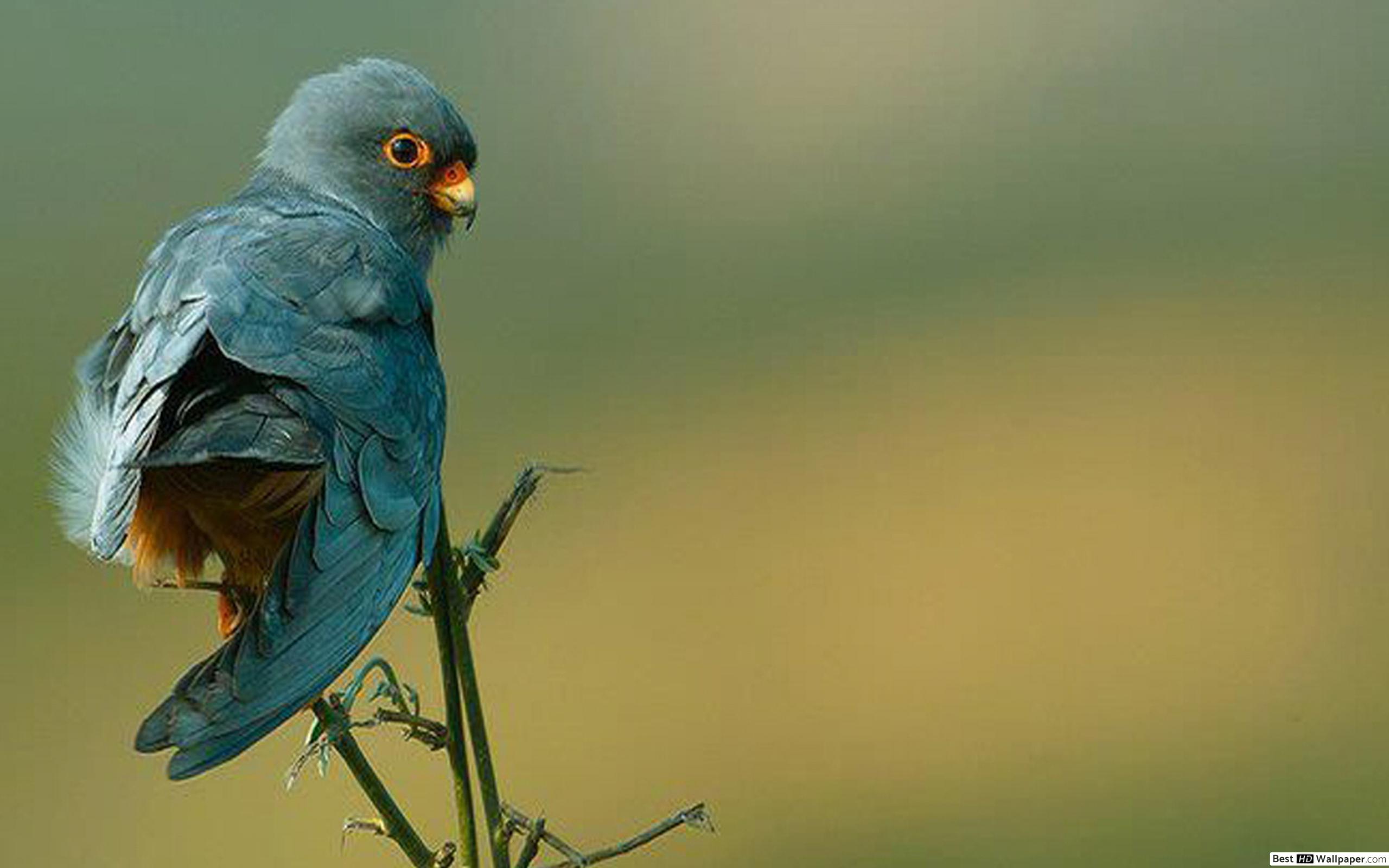 Wallpaper - HD Wallpaper 