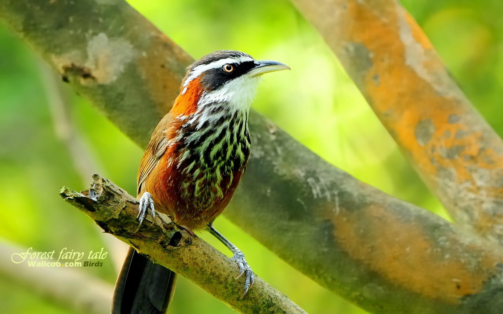 Streak Throated Scimitar Babbler - HD Wallpaper 