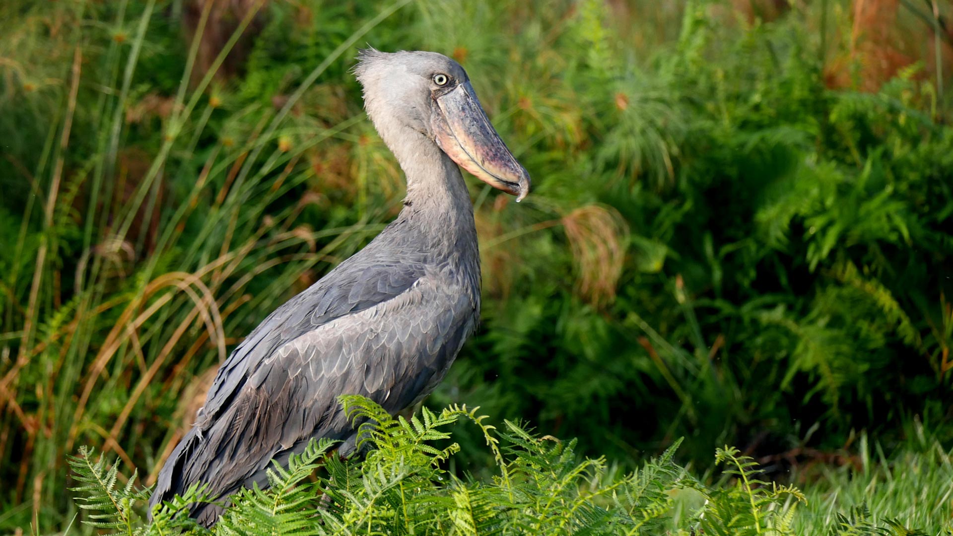 Best Bird Wallpaper - HD Wallpaper 
