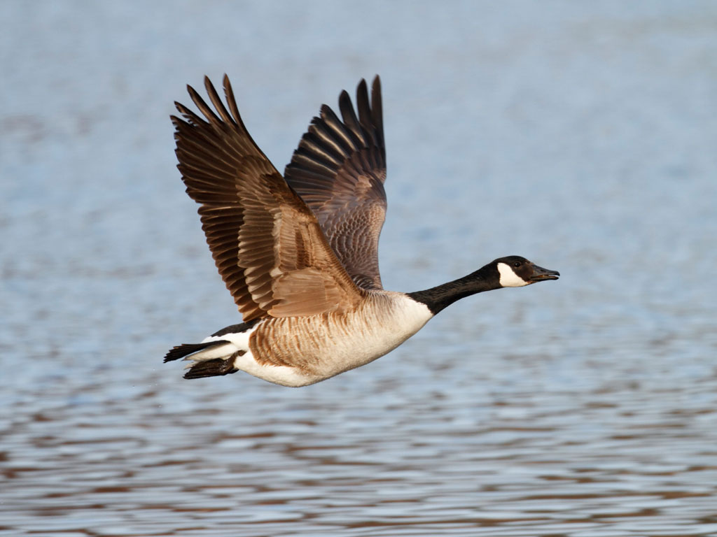 Best Goose Bird - HD Wallpaper 
