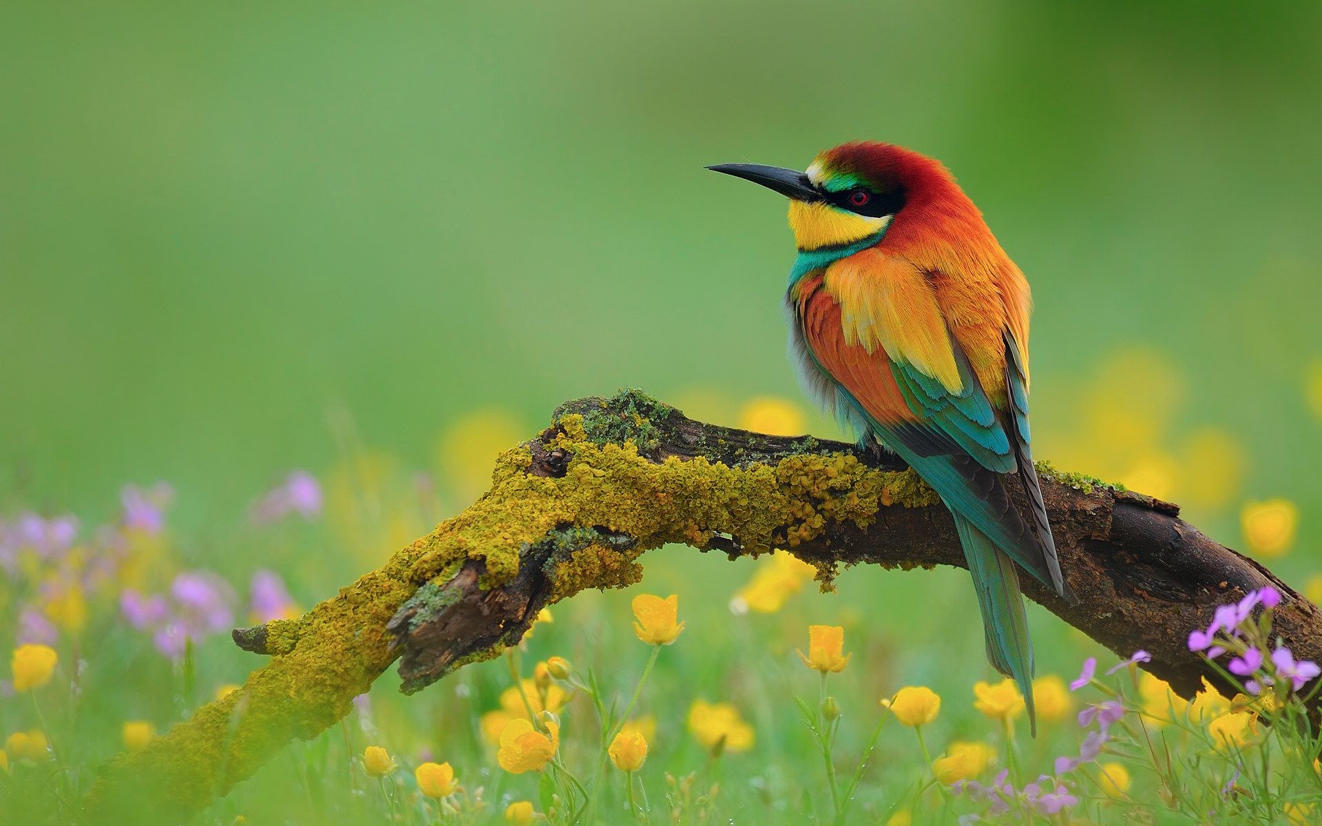 Bird And Flower Wallpaper 
 Data Src Best Bird And - Spring Flowers And Birds - HD Wallpaper 