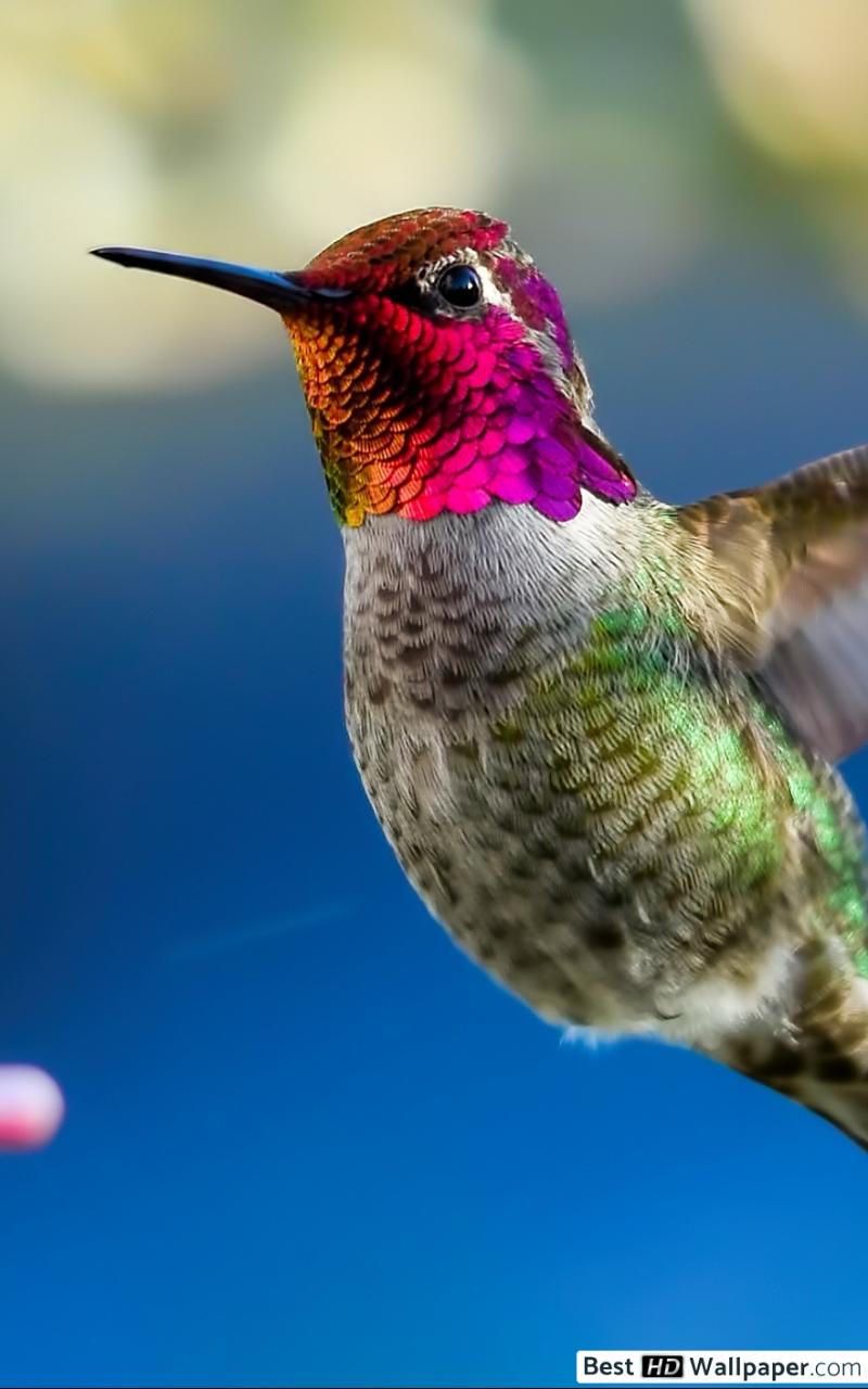 Hummingbird Backgrounds - HD Wallpaper 
