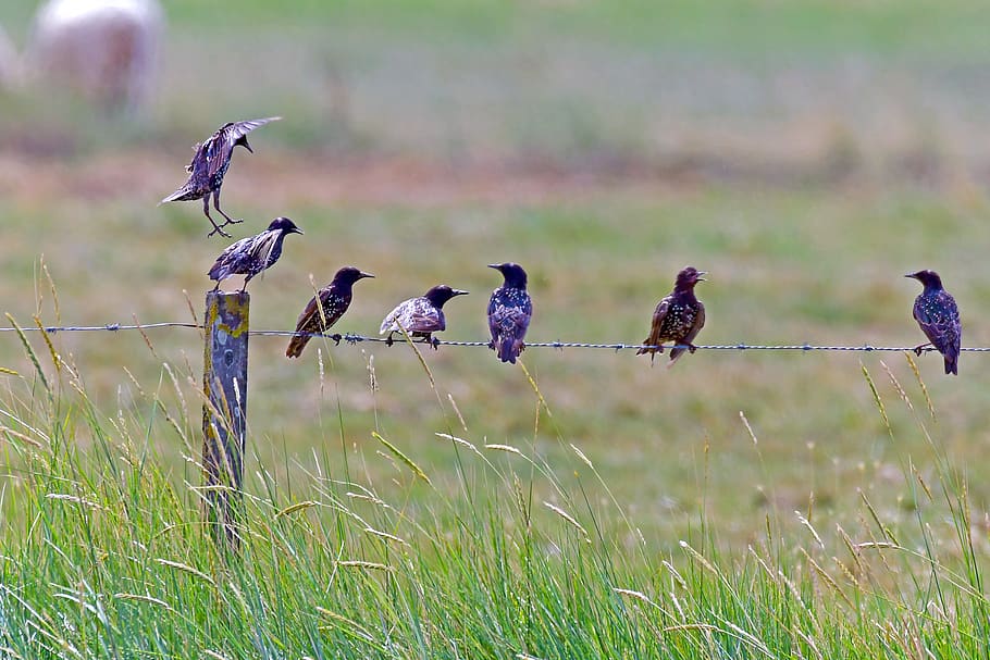 Falconiformes - HD Wallpaper 