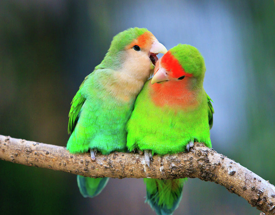 Love Bird - HD Wallpaper 