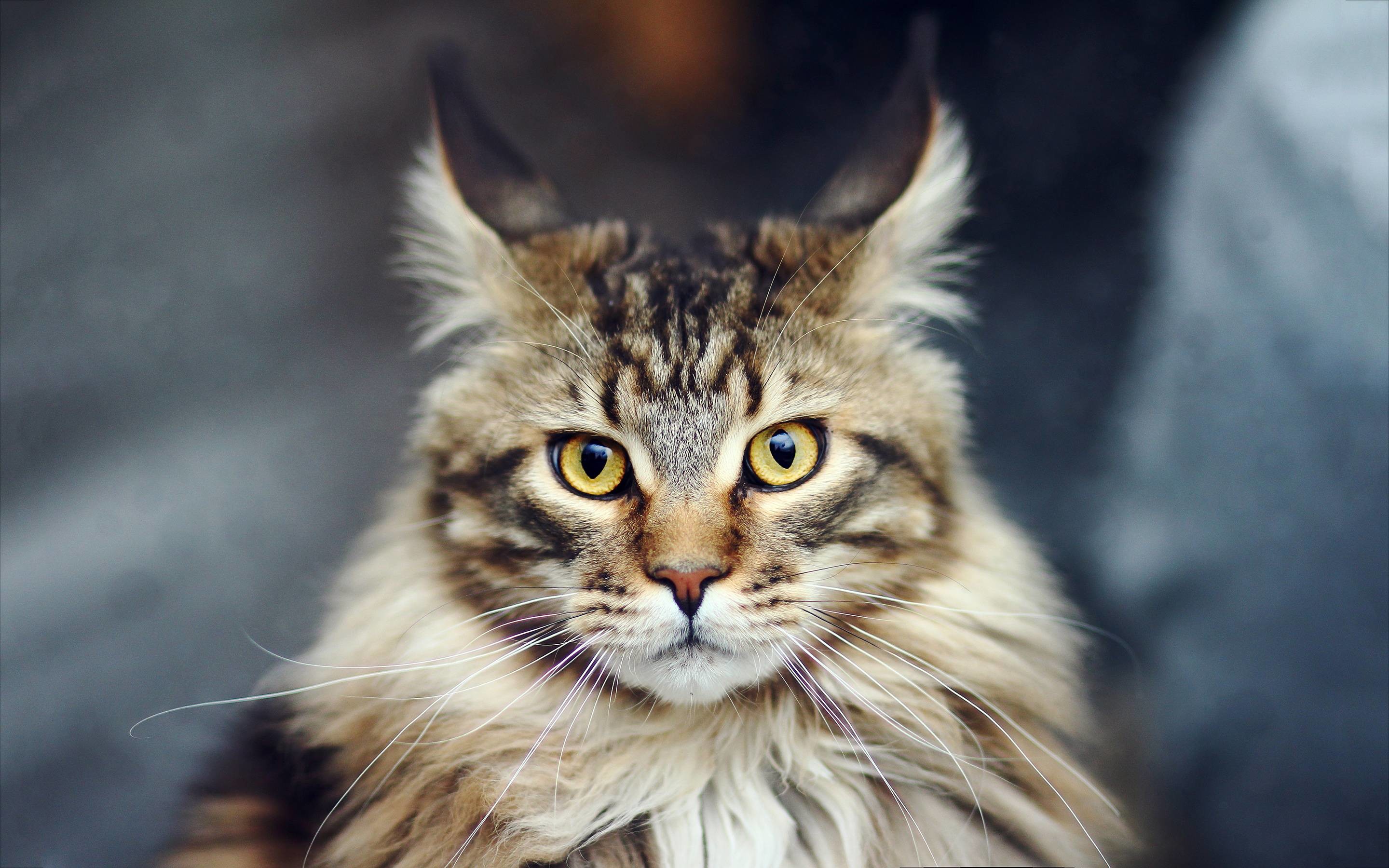 Maine Coon Wallpapers 
 Data-src /w/full/f/3/c/94595 - Maine Coon Cat Wallpaper Hd - HD Wallpaper 
