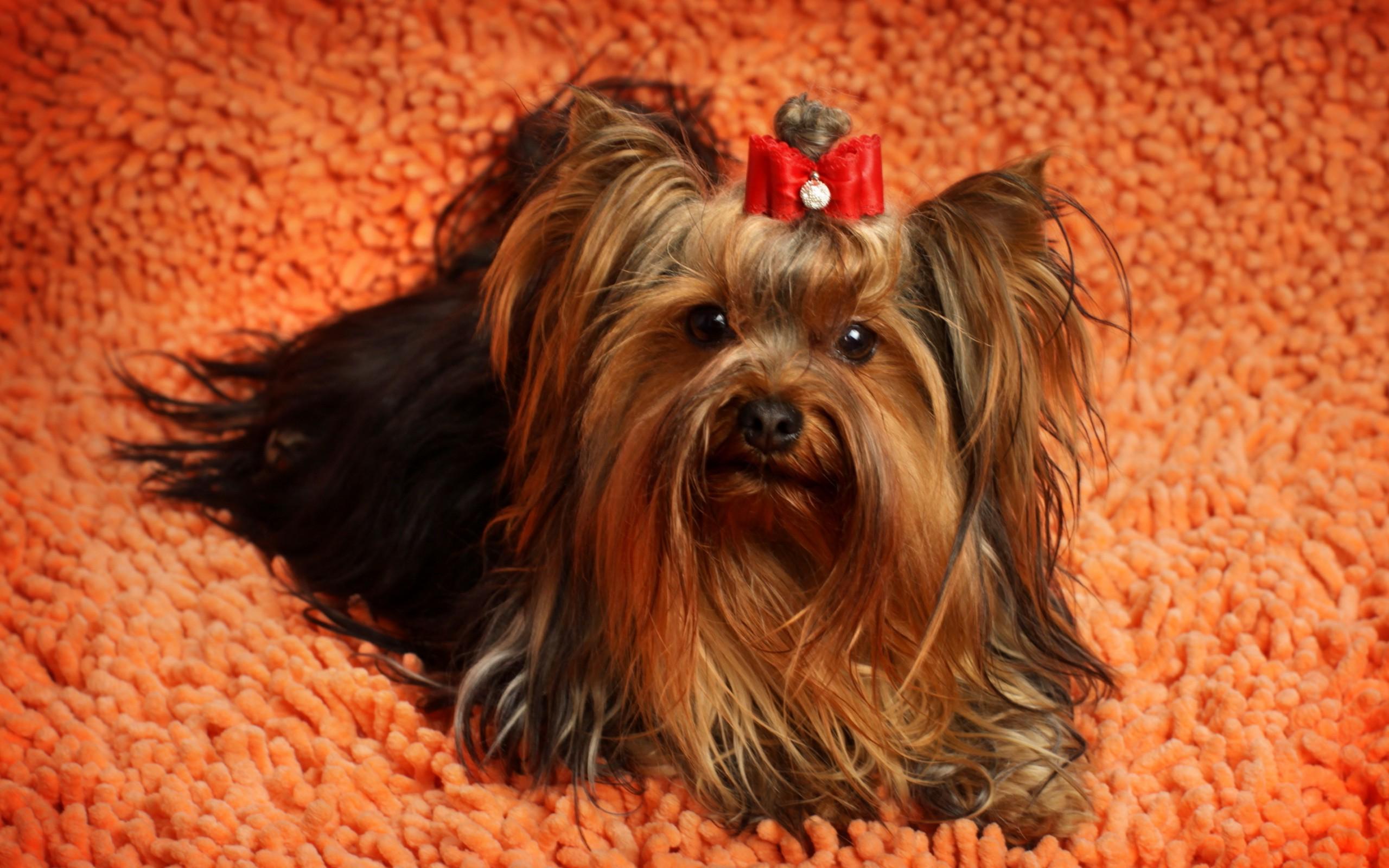 Yorkshire Wallpaper - Yorkshire Terrier - HD Wallpaper 