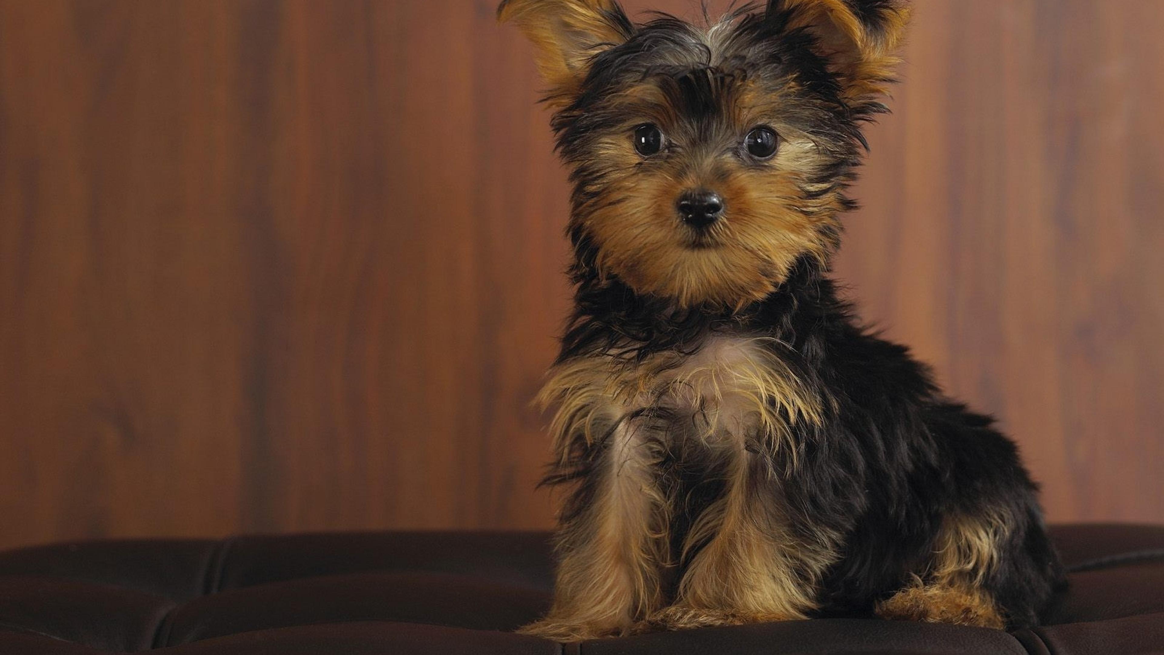 Yorkshire Wallpaper - Yorkshire Terrier Wallpaper For Pc - HD Wallpaper 