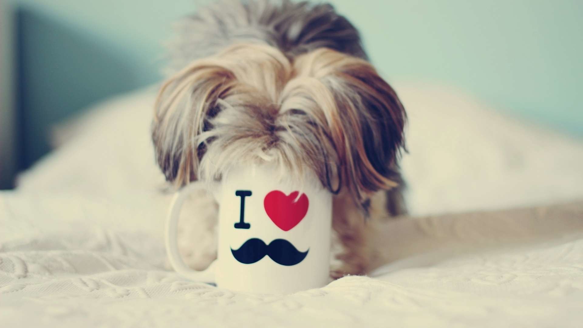 Yorkshire Terrier Love Mustache Wallpaper - Mustache Image High Resolution - HD Wallpaper 