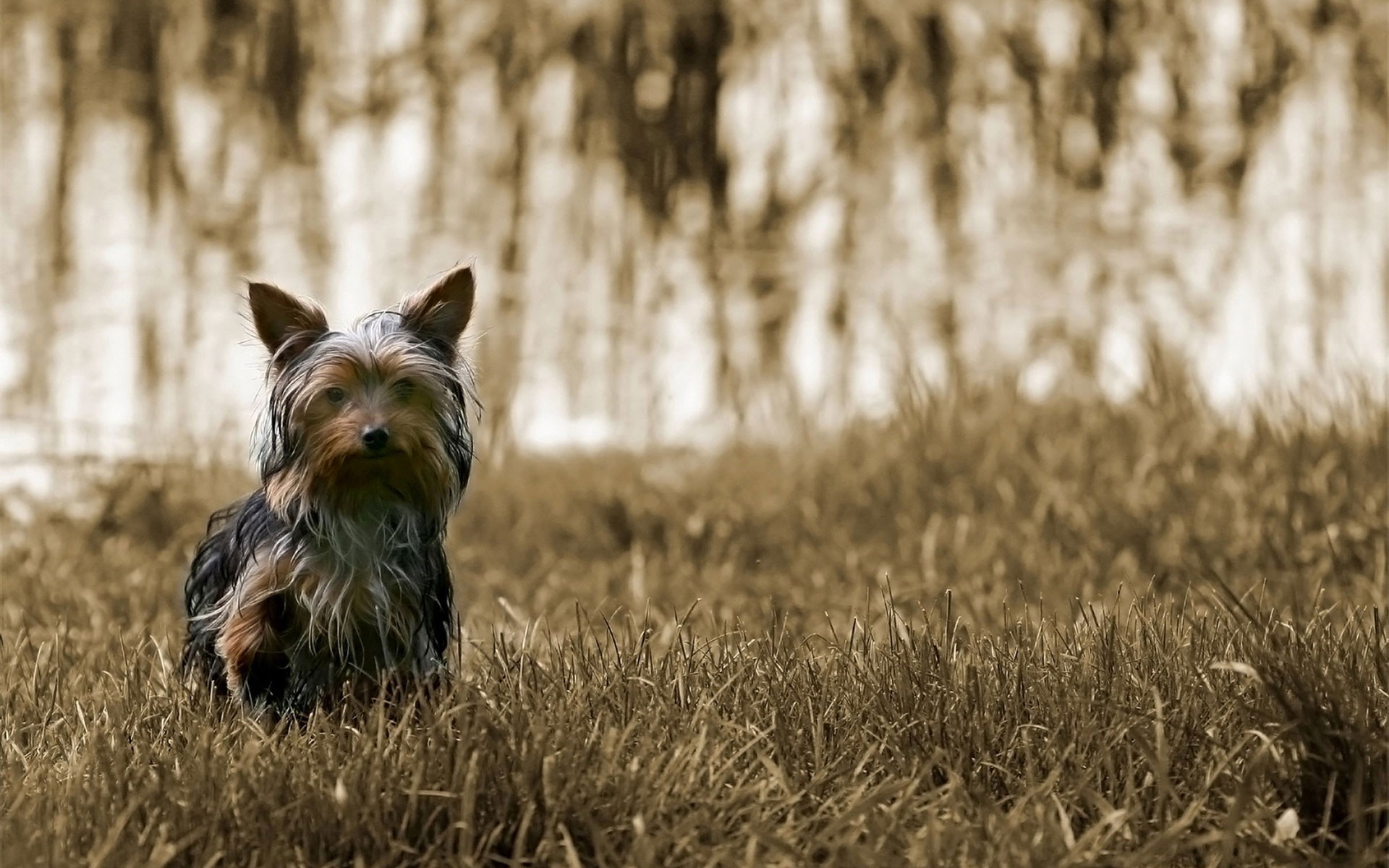 Yorkshire Terriers - HD Wallpaper 