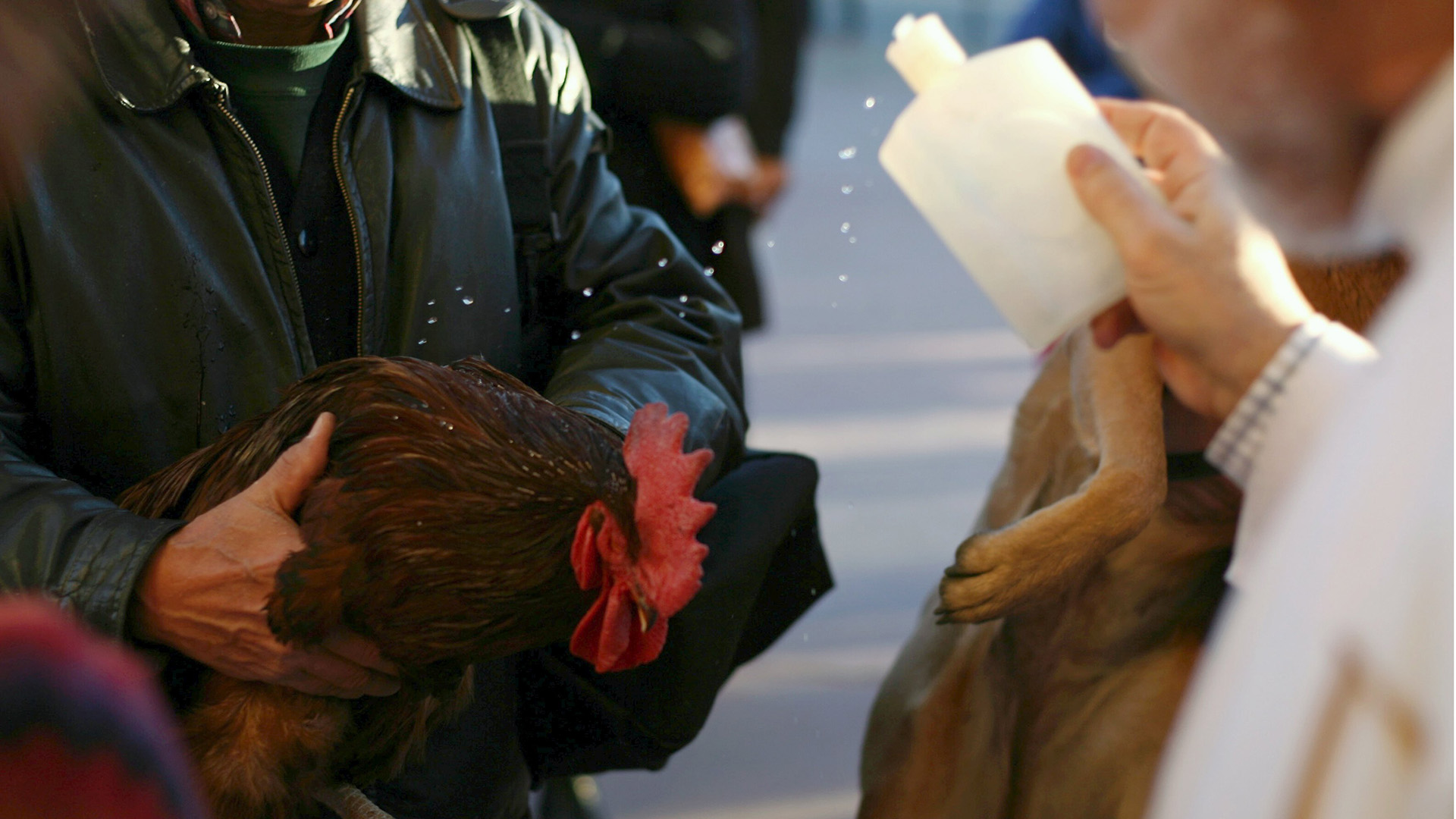 день животных в испании. семья жирафов. день домашних питомцев в испании. испанский козёл. день животных в испании.