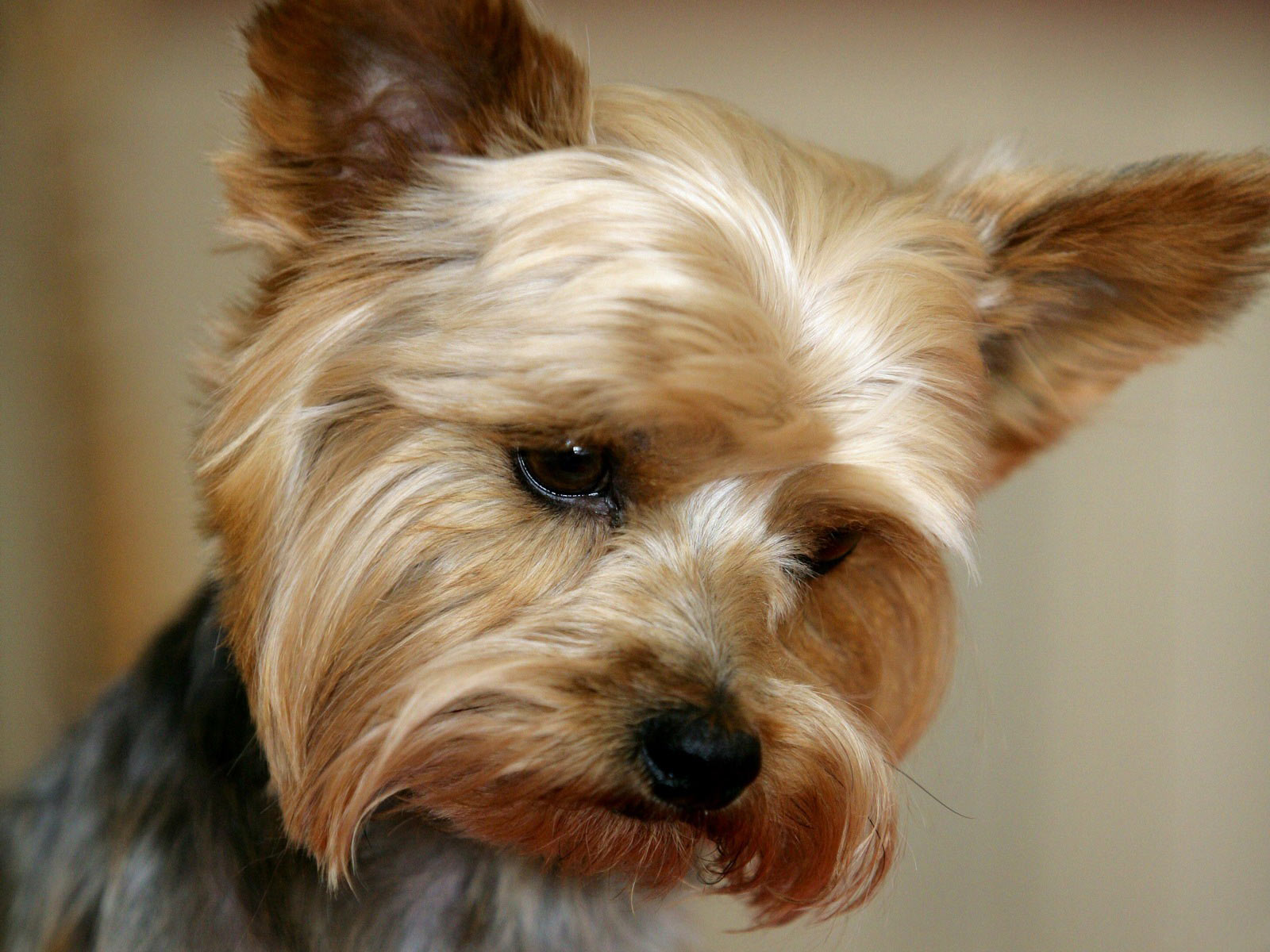 Hd Cute Yorkshire Terrier - HD Wallpaper 