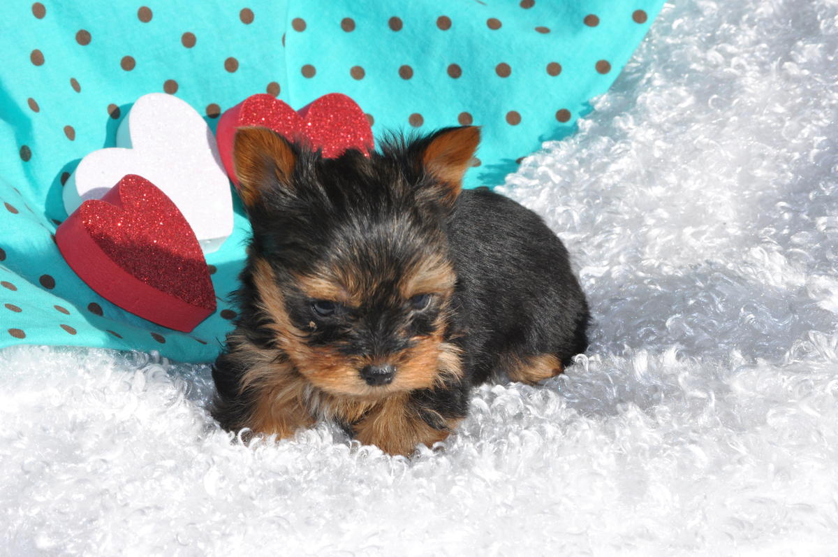 Top The Beautiful Yorkie Yorkshire Wallpapers - Yorkshire Terrier Puppy - HD Wallpaper 