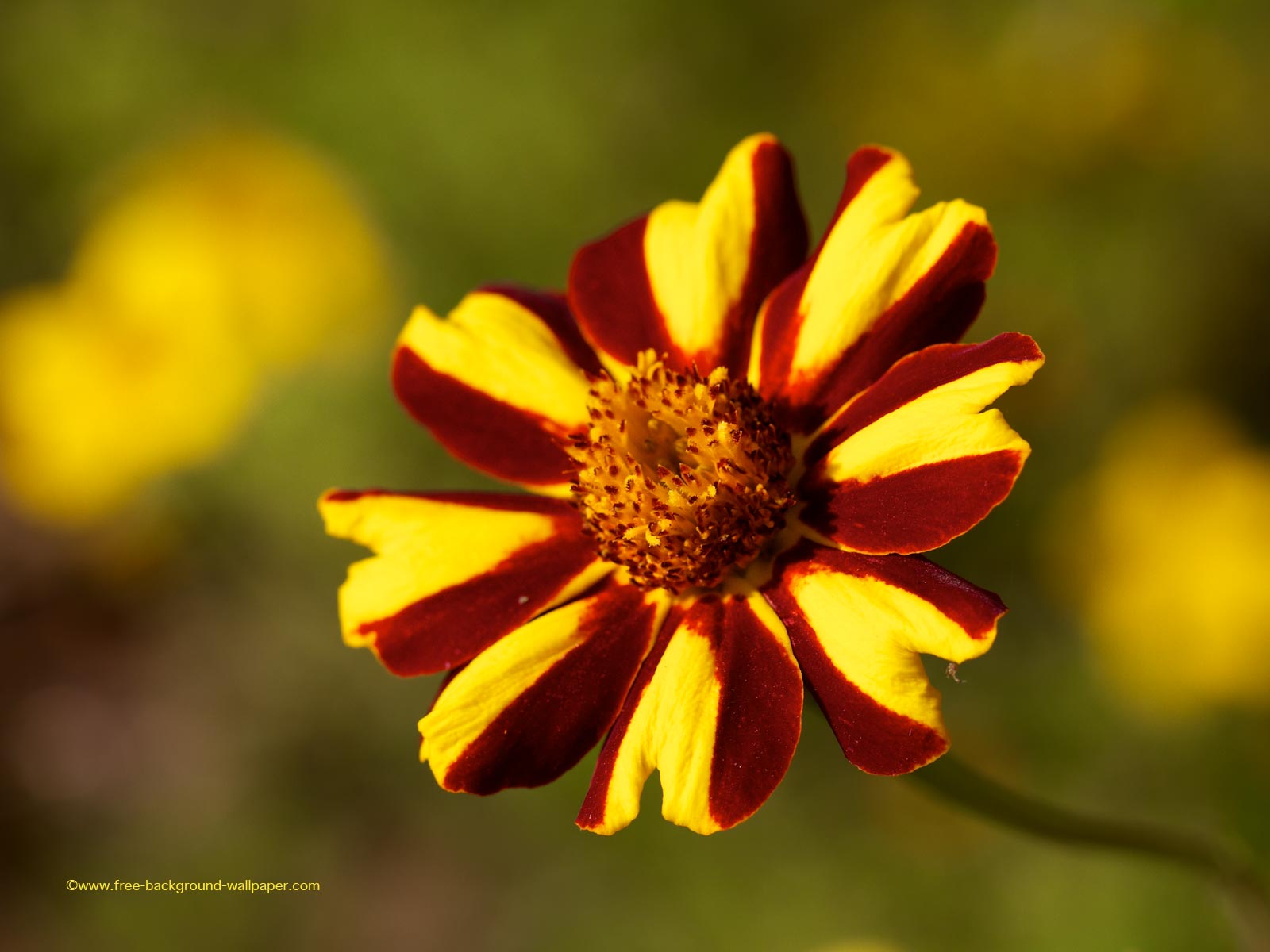 Yellow And Red Flower Desktop Backgrounds - HD Wallpaper 