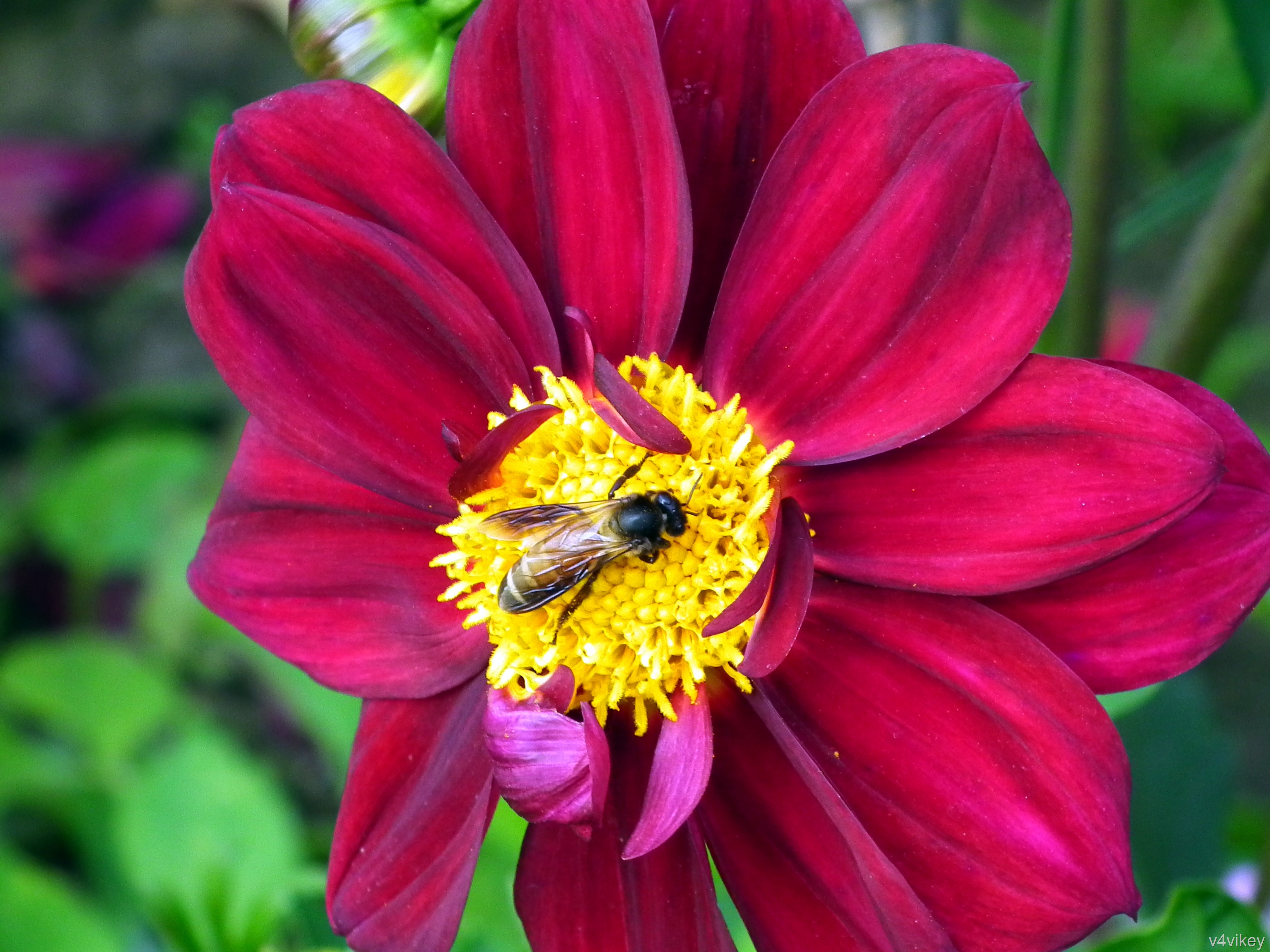 Dahlia And Honey Bee - HD Wallpaper 