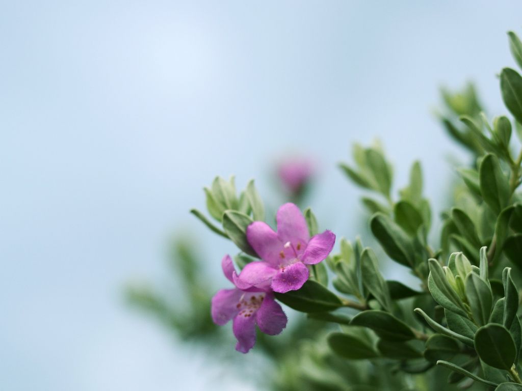 Texas Sage Bush Wallpaper - Photography - HD Wallpaper 